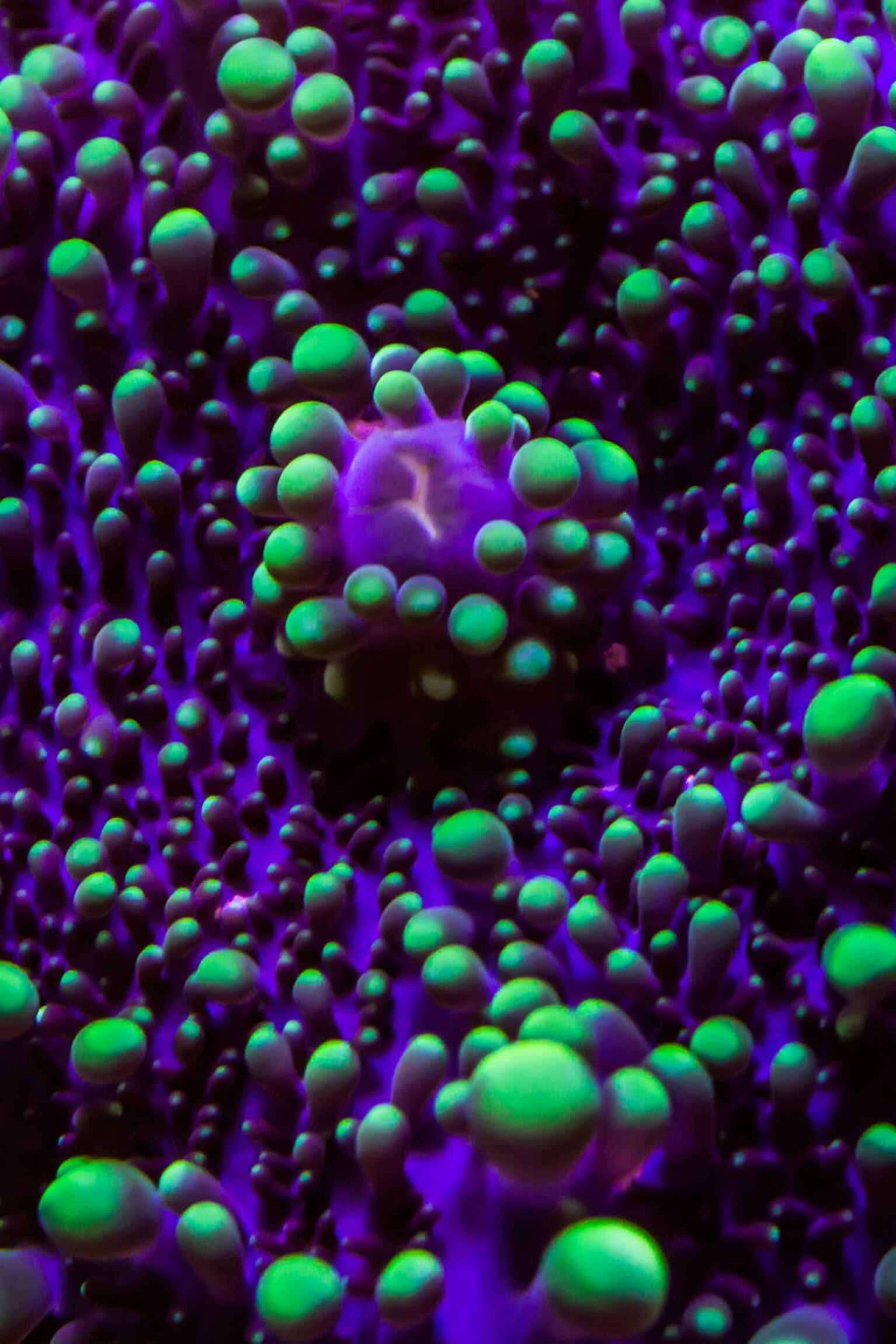 Operation Rock Bottom investigates Florida's aquarium trade