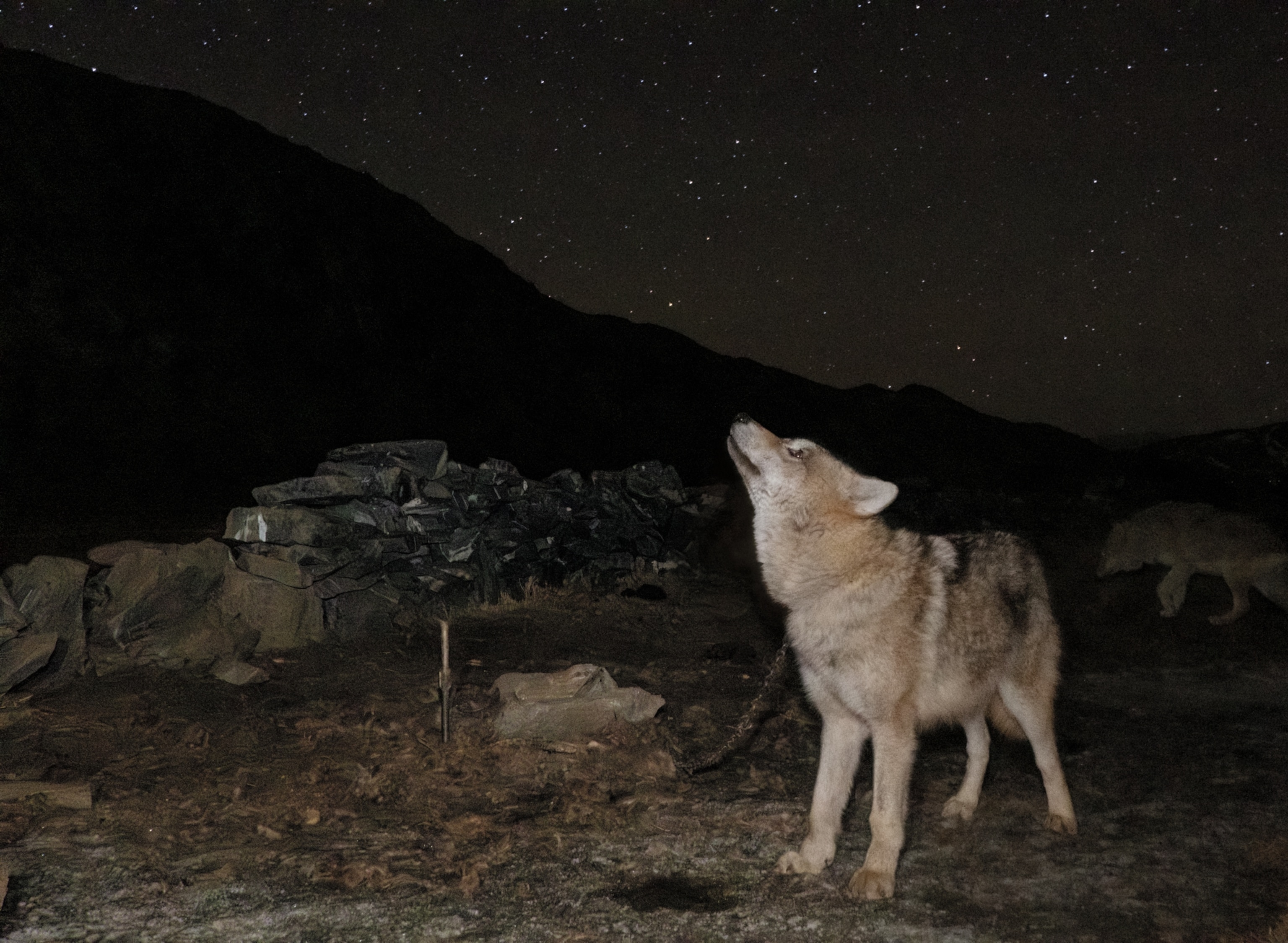 Wolf in position for howling under starry night.