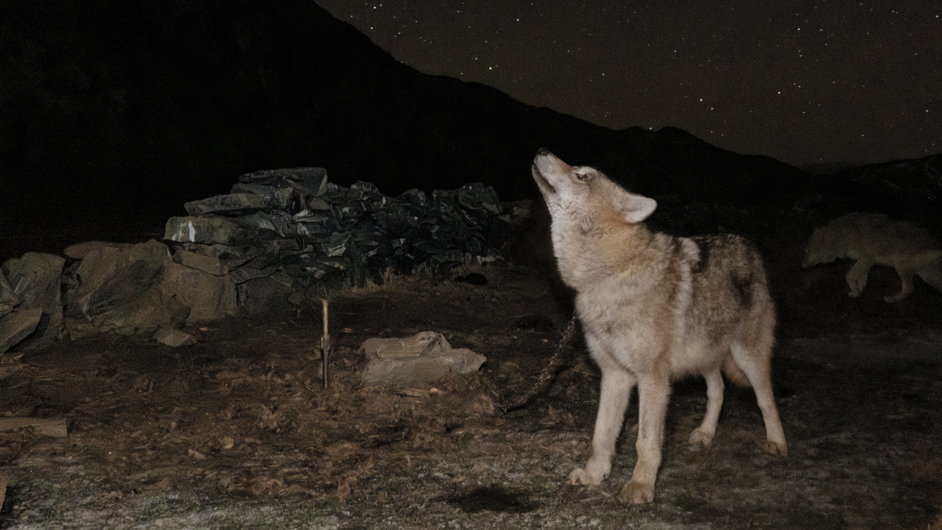Inside the sacred wolf hunts of western Mongolia