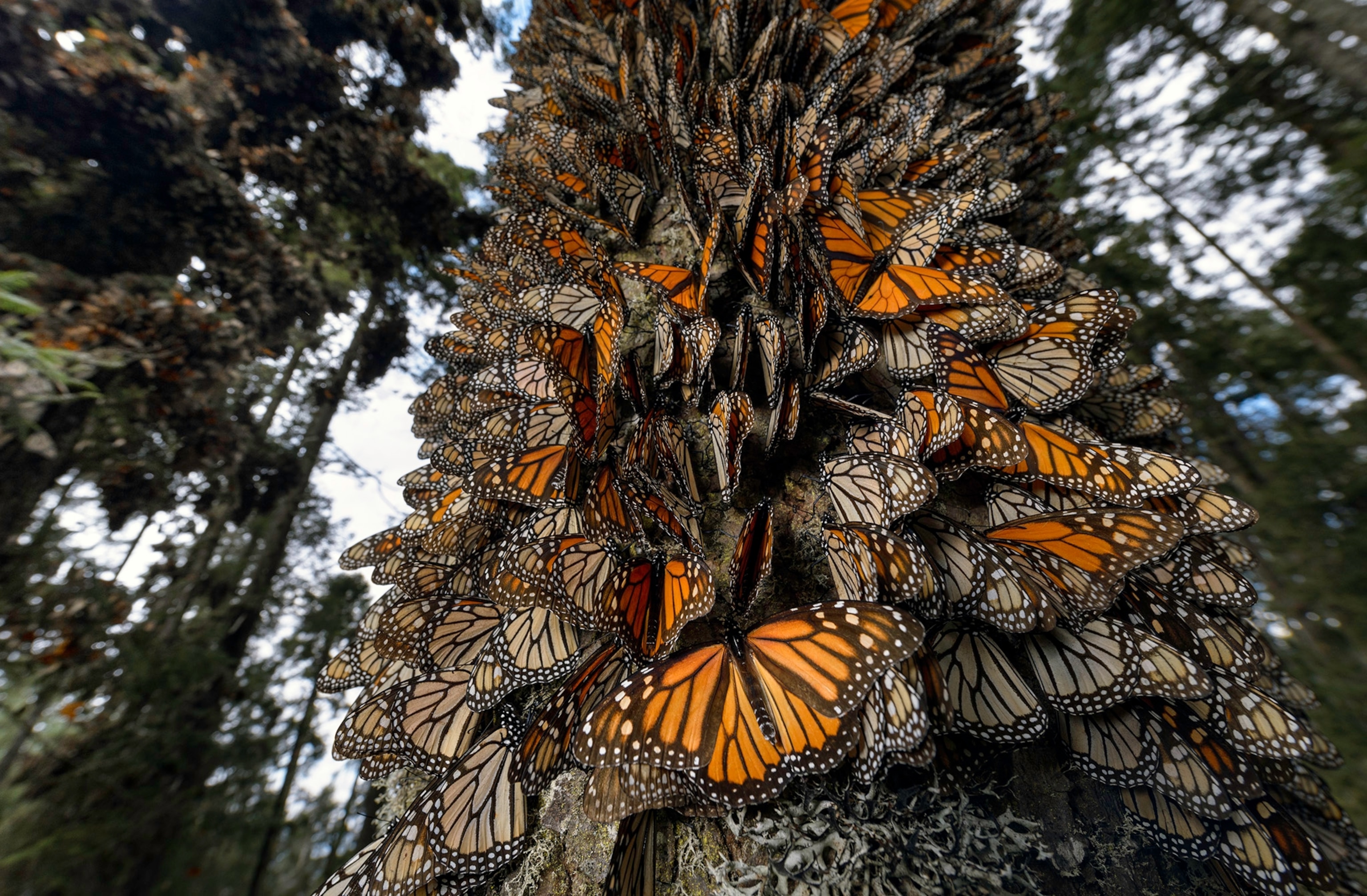 Orange, beige, and black-spotted monarch butterflies cluster together, almost covering the trunk of an oyamel fir tree.