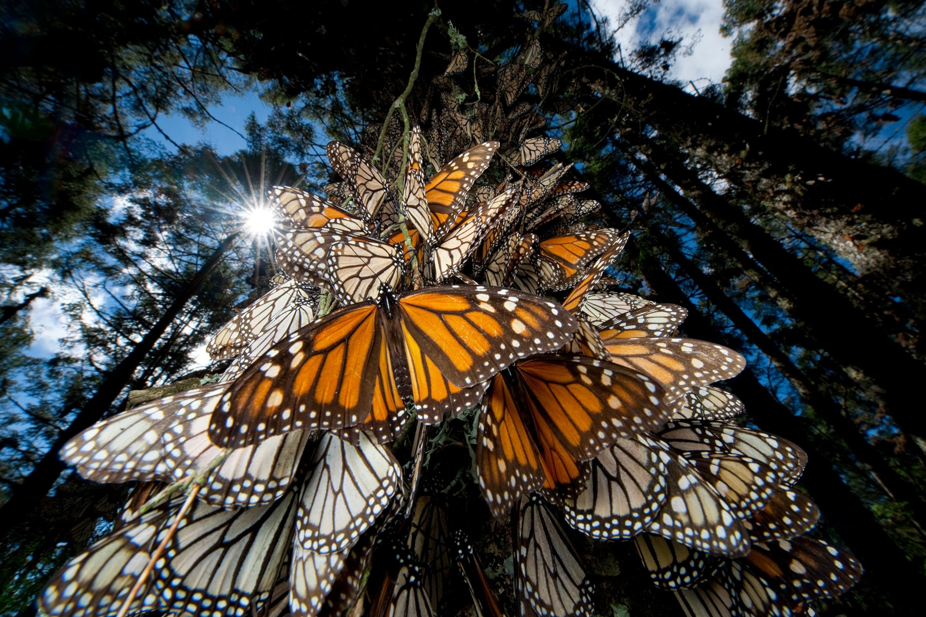 Moving Butterfly - Monarch by