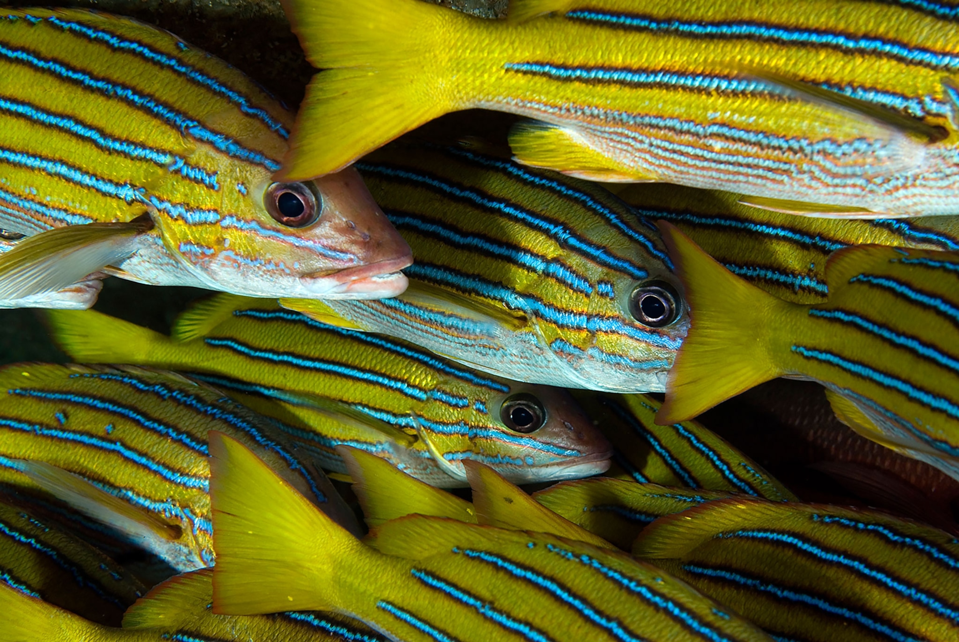 School of blue-and-gold snappers near Cocos Island, Costa Rica.