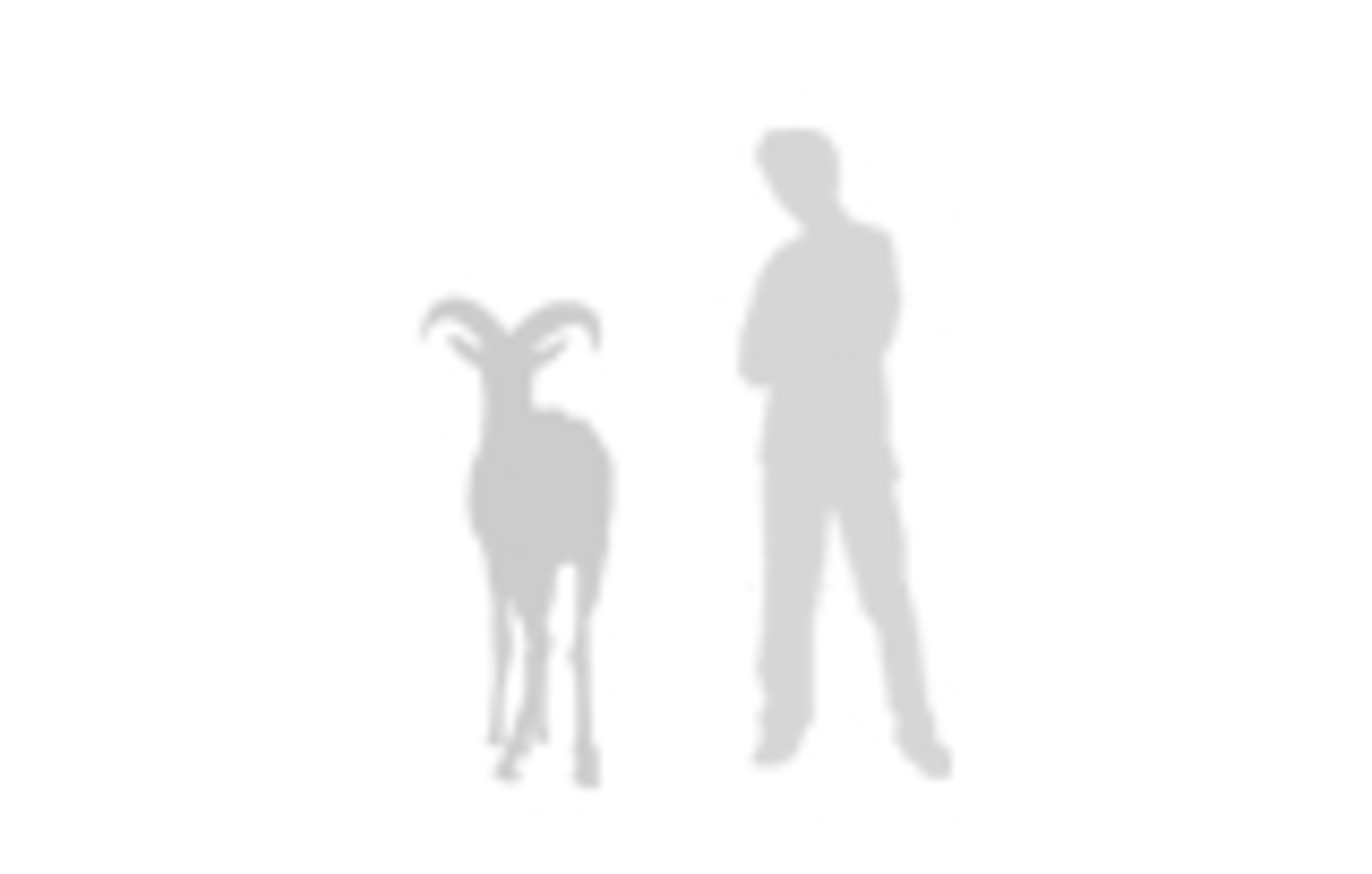 gazelle size