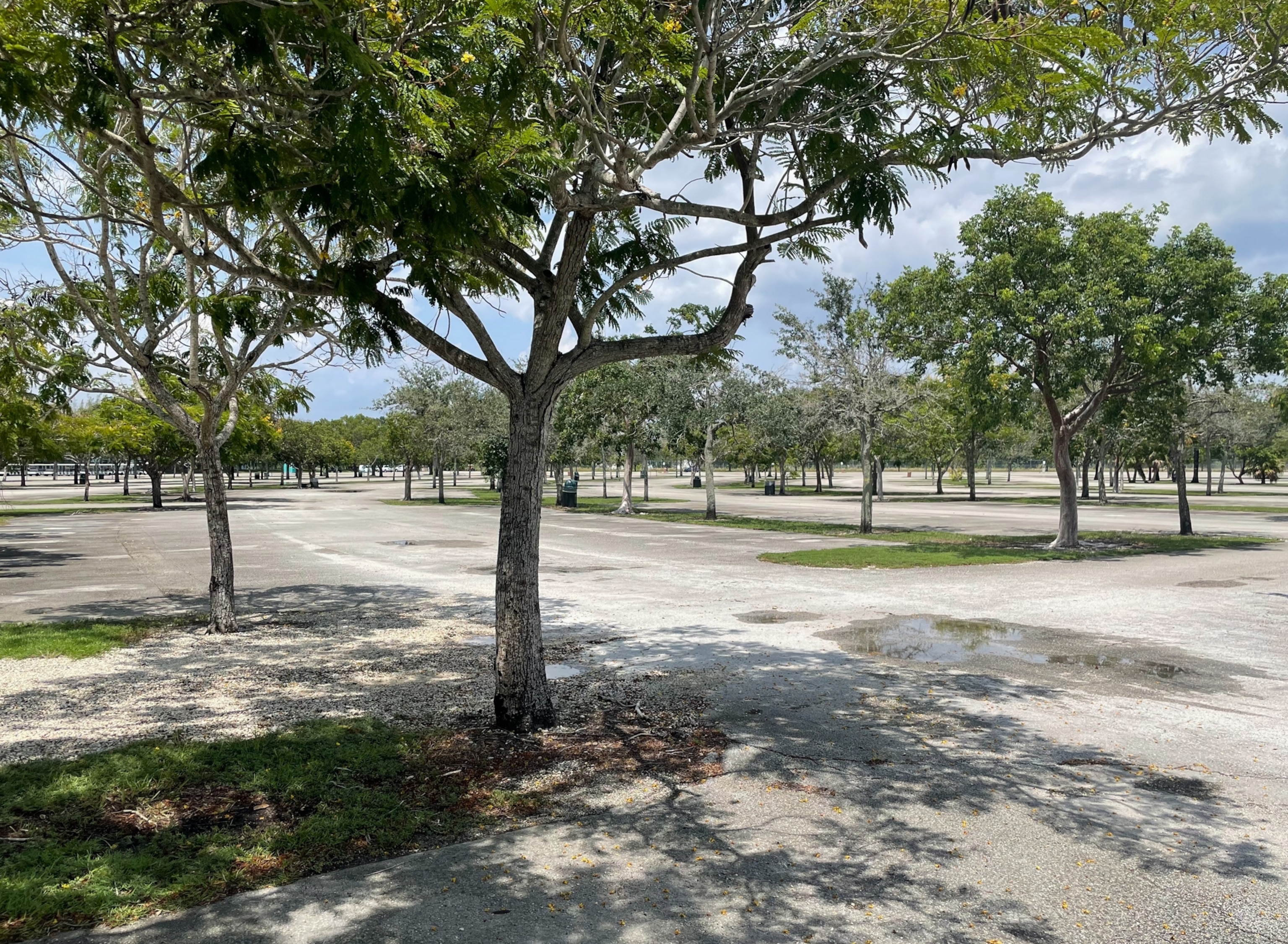 The parking lot of Zoo Miami, which is dotted by native trees.