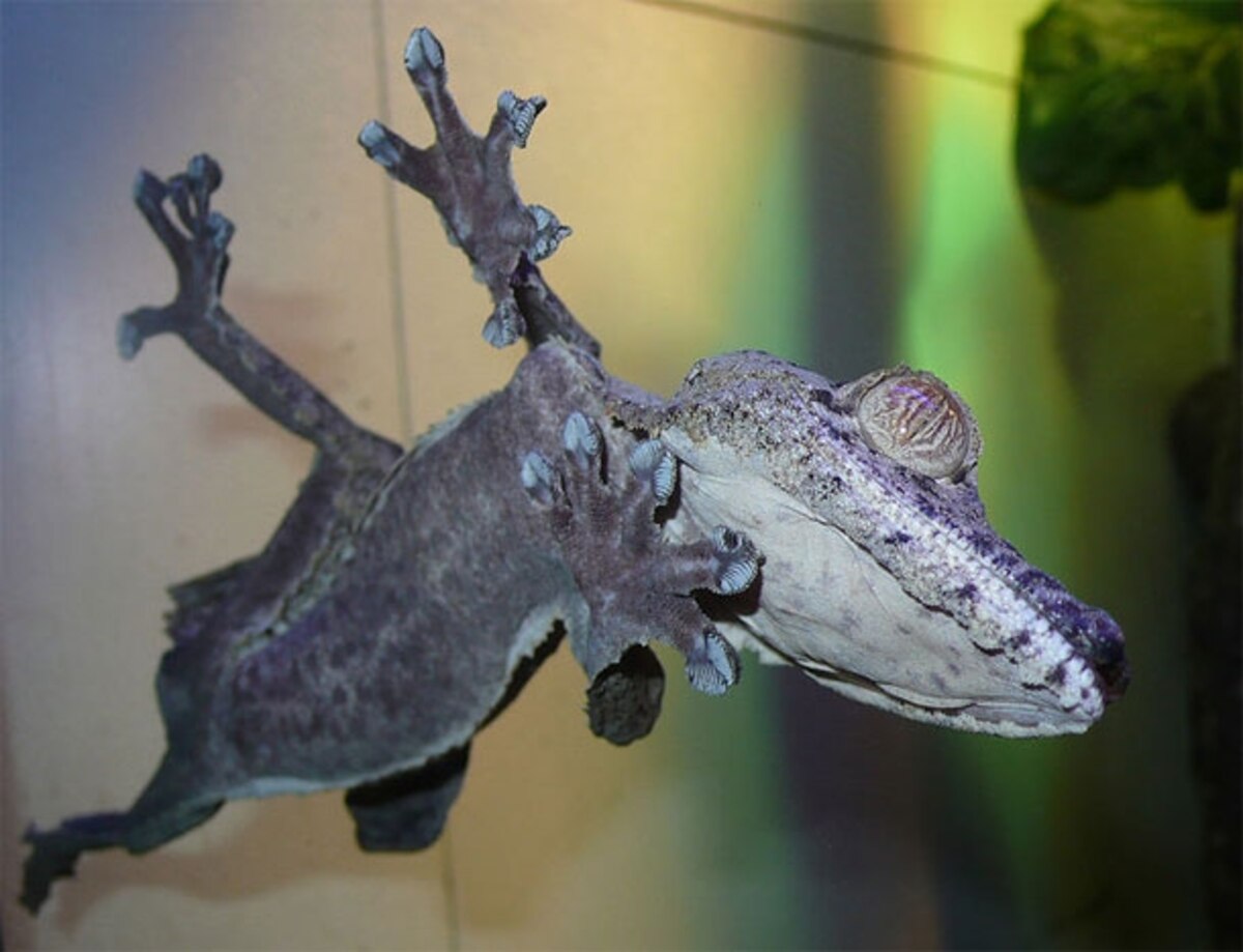 Geckos evolved sticky feet many times