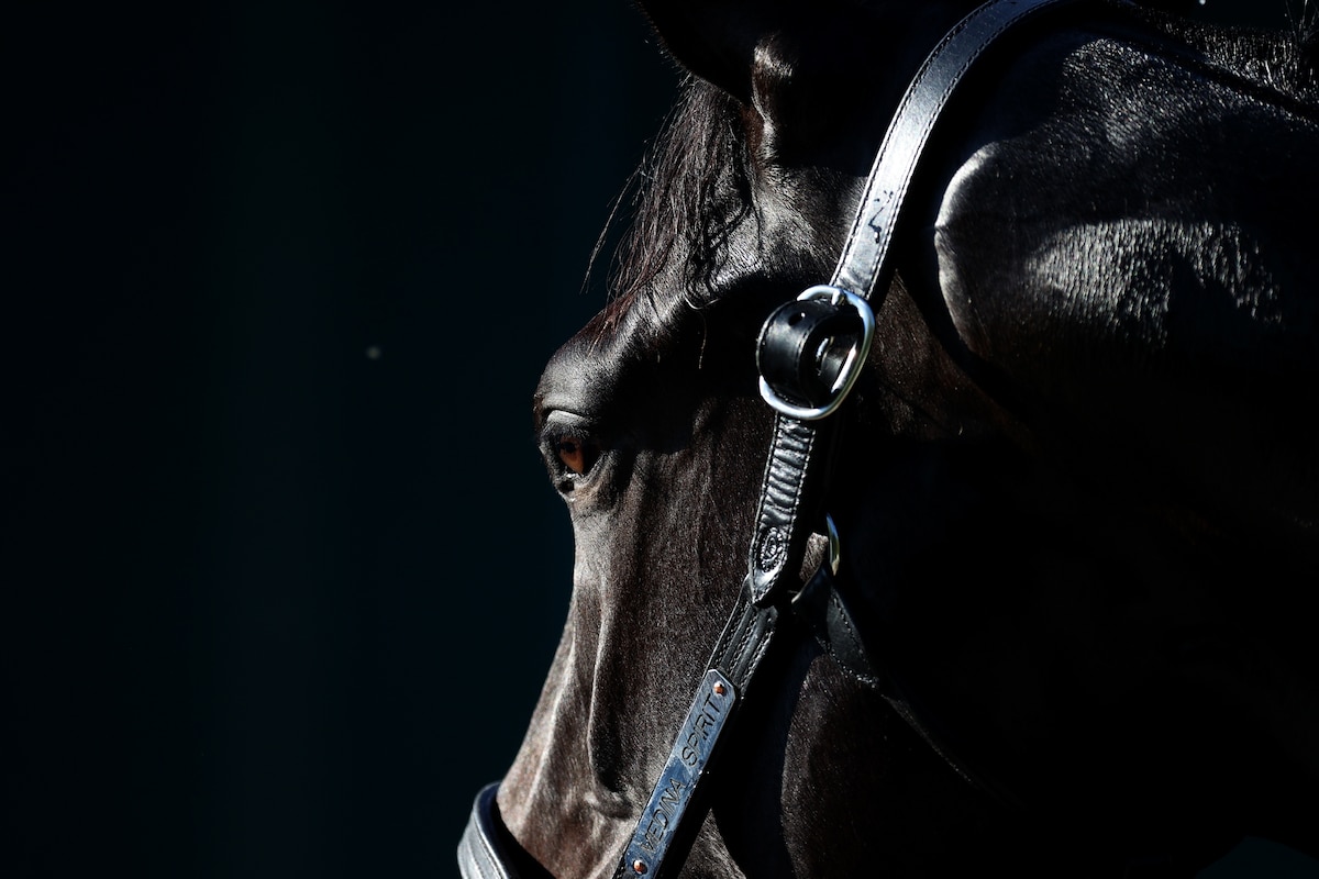 It's Triple Crown season at the racetracks. Here's what to know about horse doping. - Vimarsana News