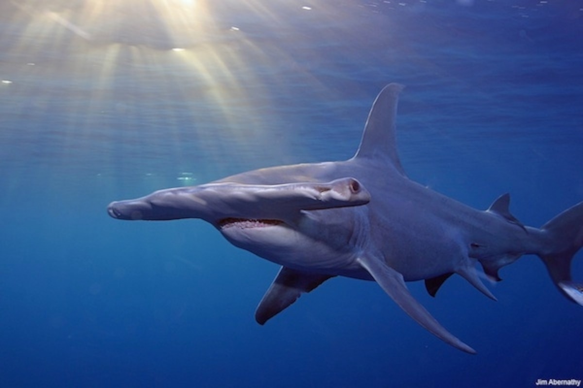 Hammerhead-shark.jpg?w=1200
