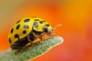 Yellow Ladybug Australia At Roderick Wilkerson Blog