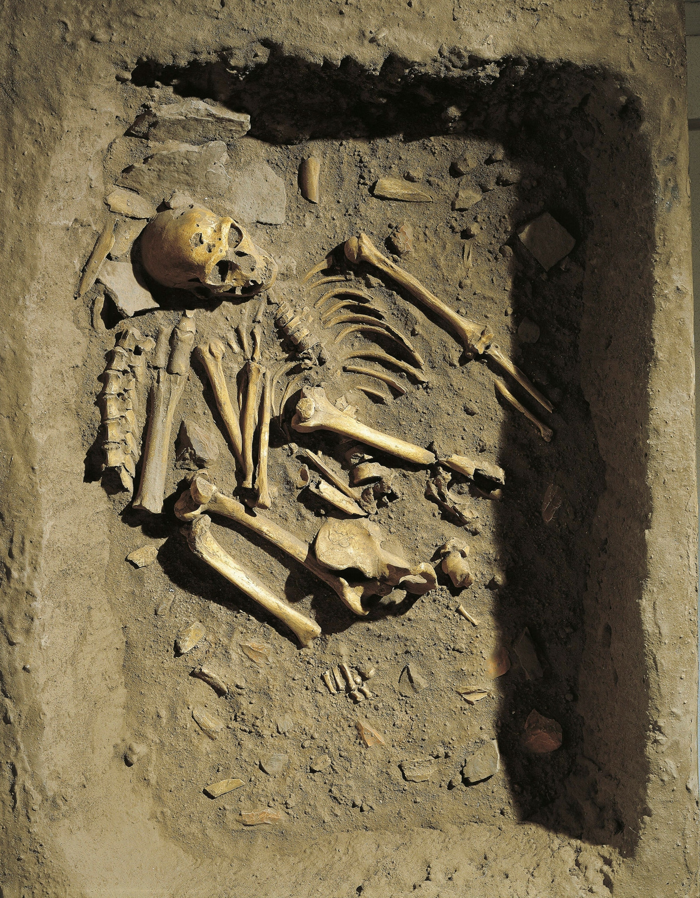 reconstruction of a burial of Neanderthal Man