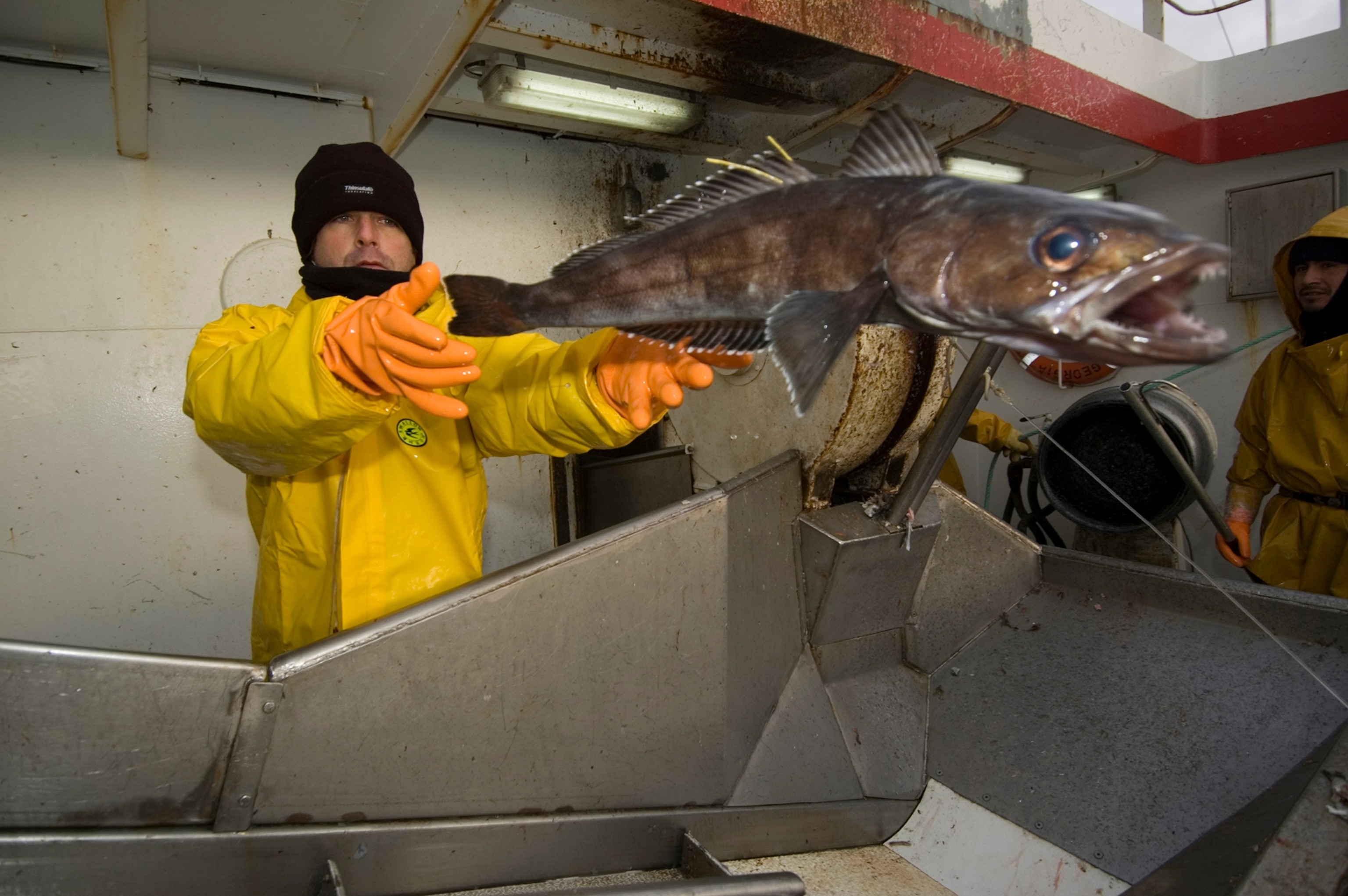 Endangered seafood Clearance
