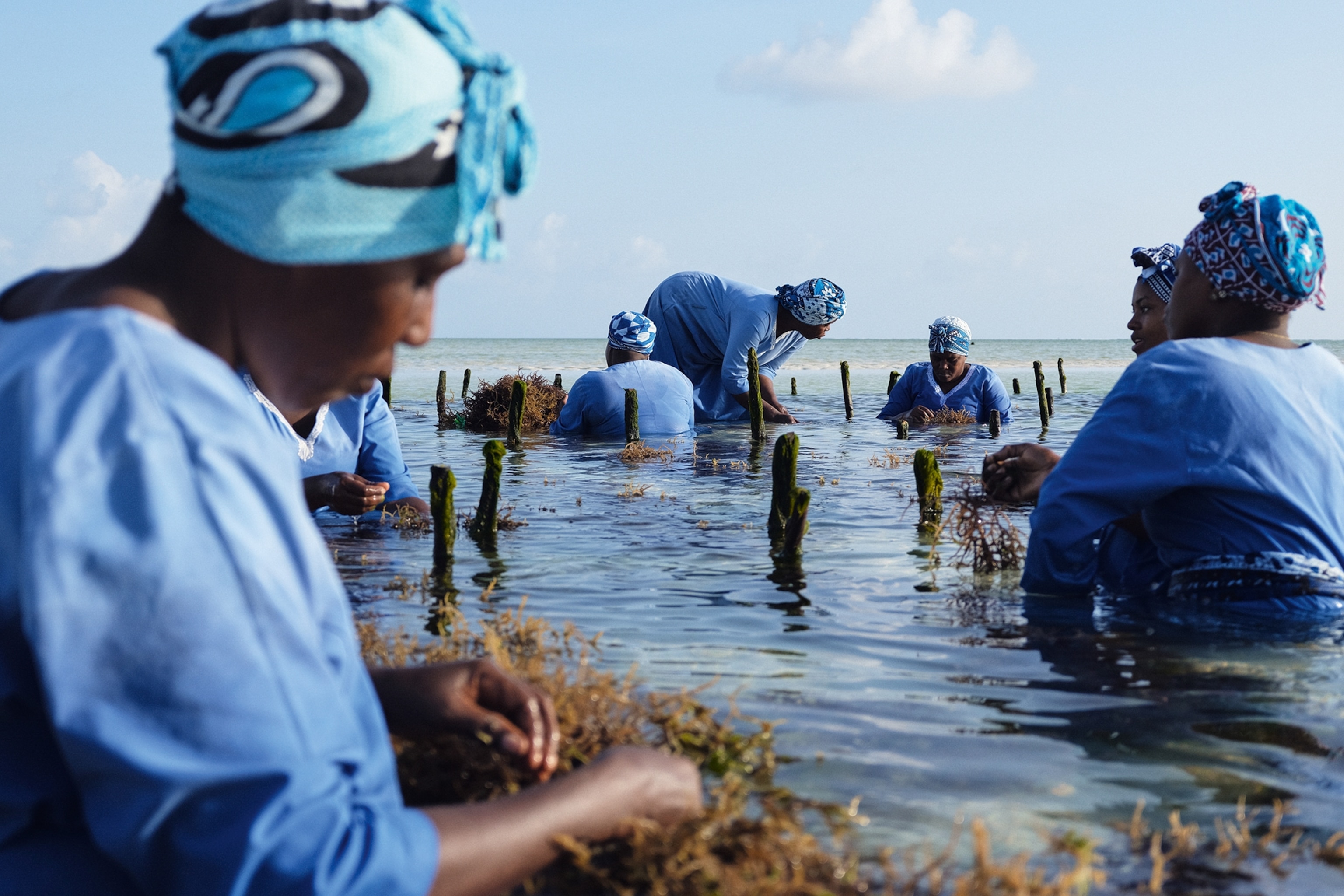 An immersive shot of women wading through shallow ocean water, picking seaweed.