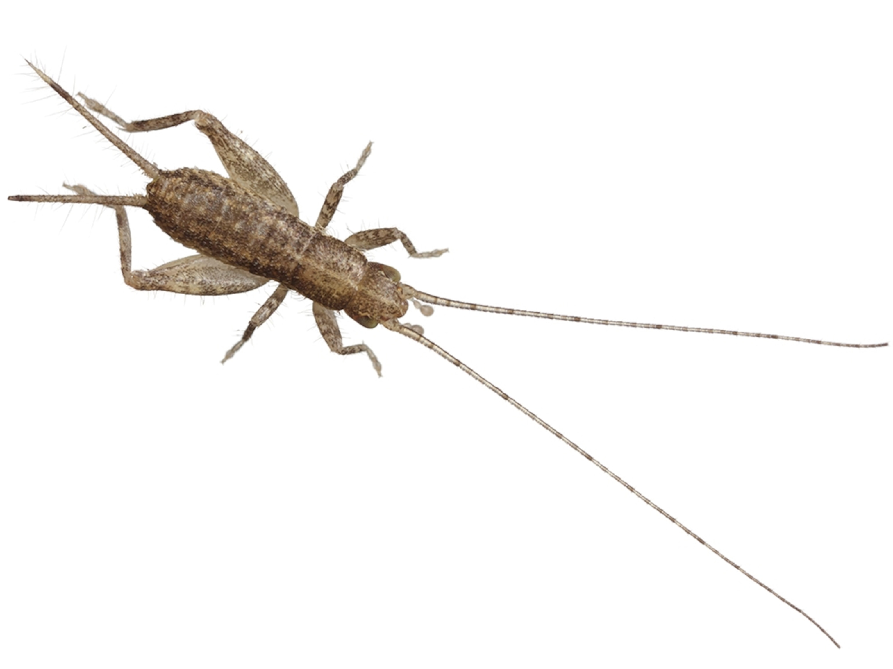 Common Name: cricket, Scientific Name: undetermined sp., Magnification: 2.5x,