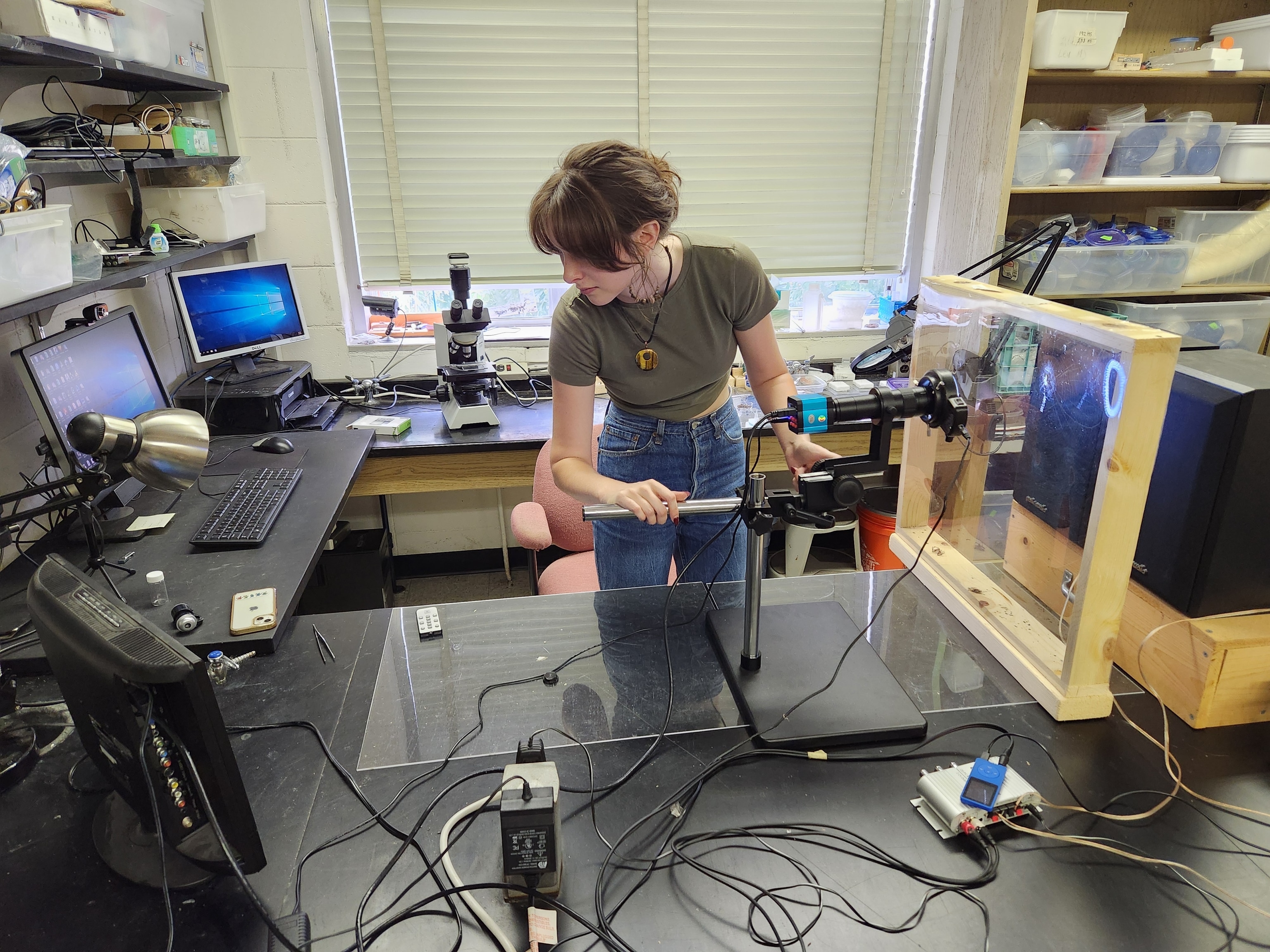 University of Georgia student and co-author Ella Blakley focusing a high-magnification microscope on a captive Joro spider