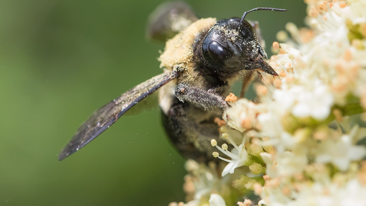 Sunflowers make bees poop—a lot. Here’s why that’s good.