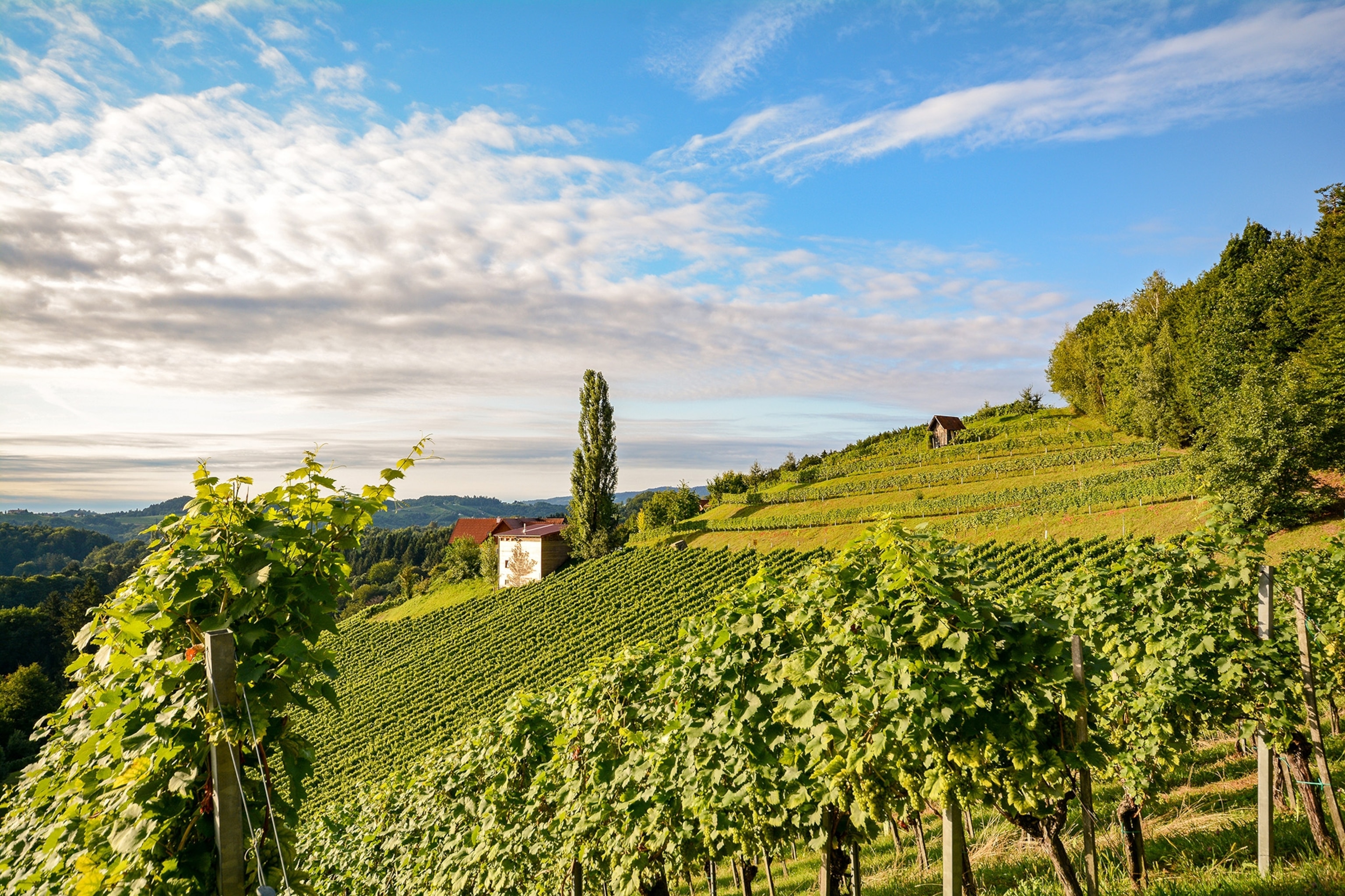 Everything you need to know about Austrian wine | National Geographic