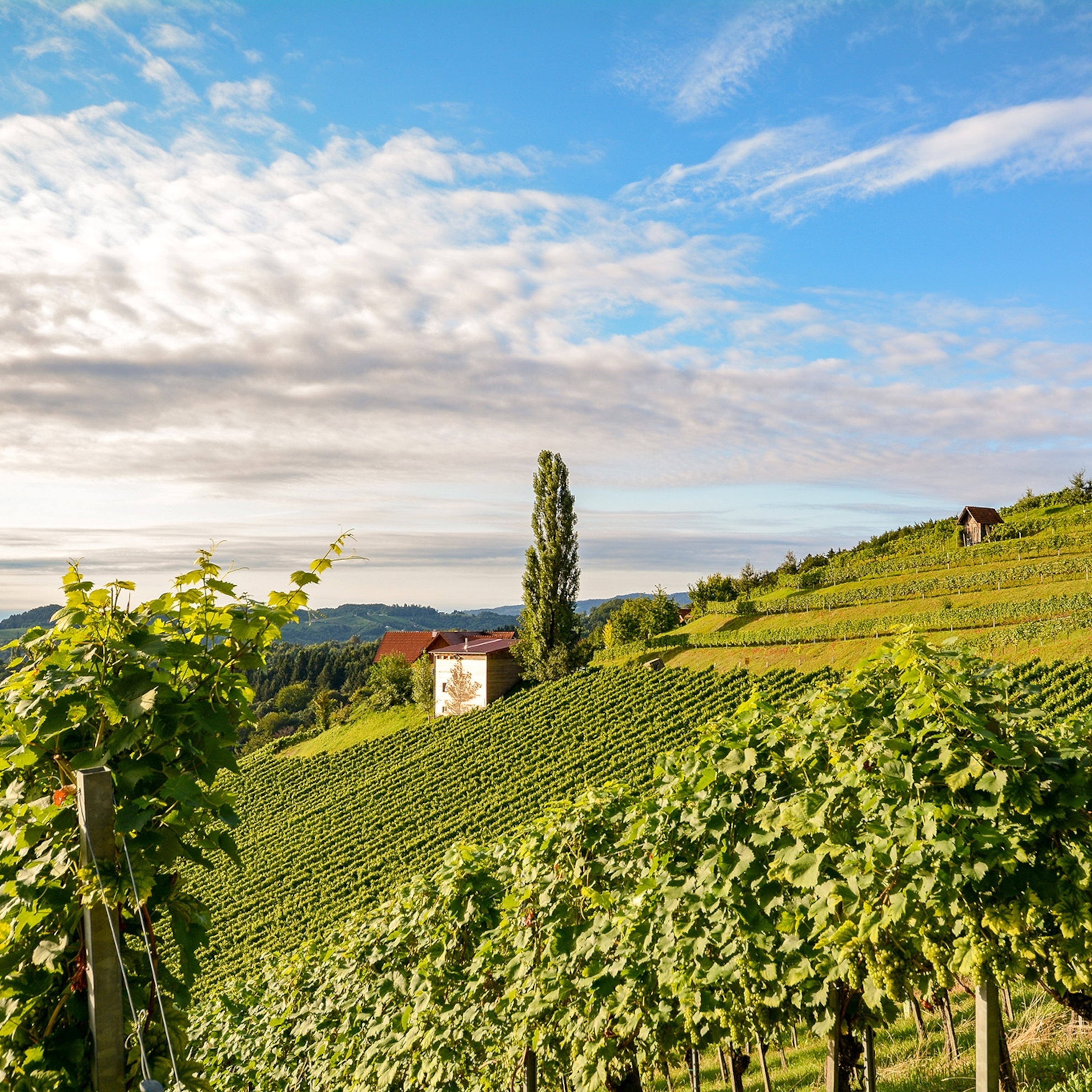 Why Alabama's emerging wine country should be your next road trip |  National Geographic