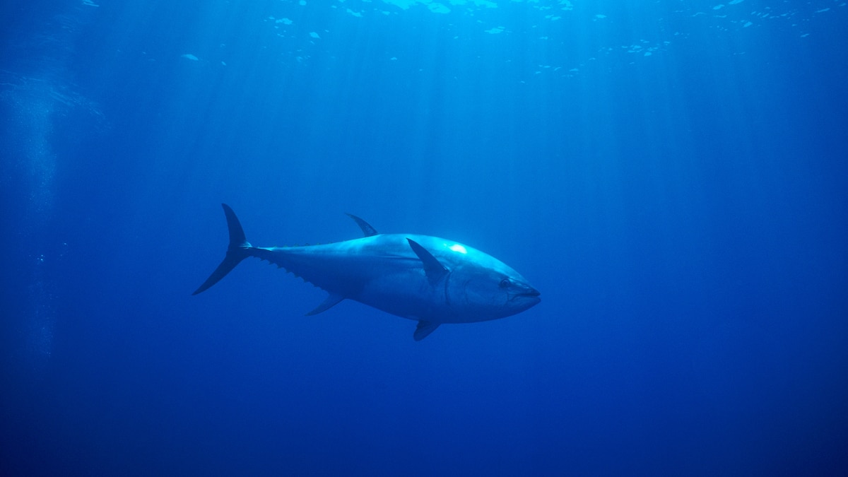 Tuna
