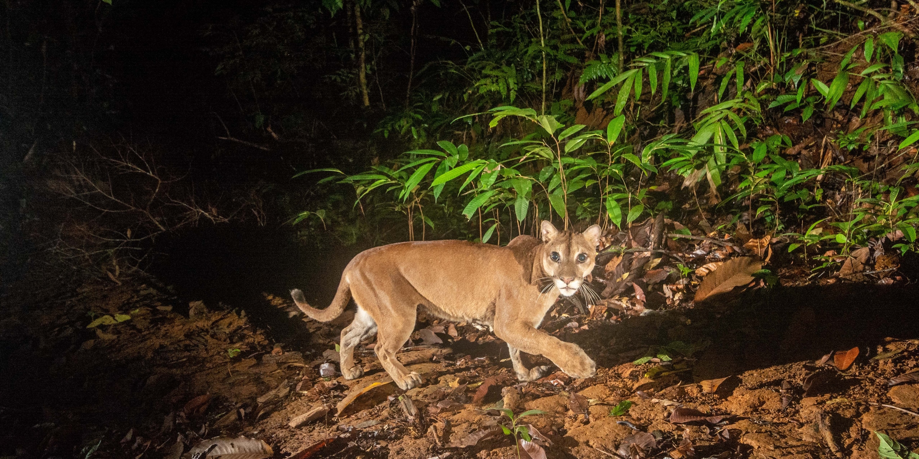 Eastern puma clearance diet