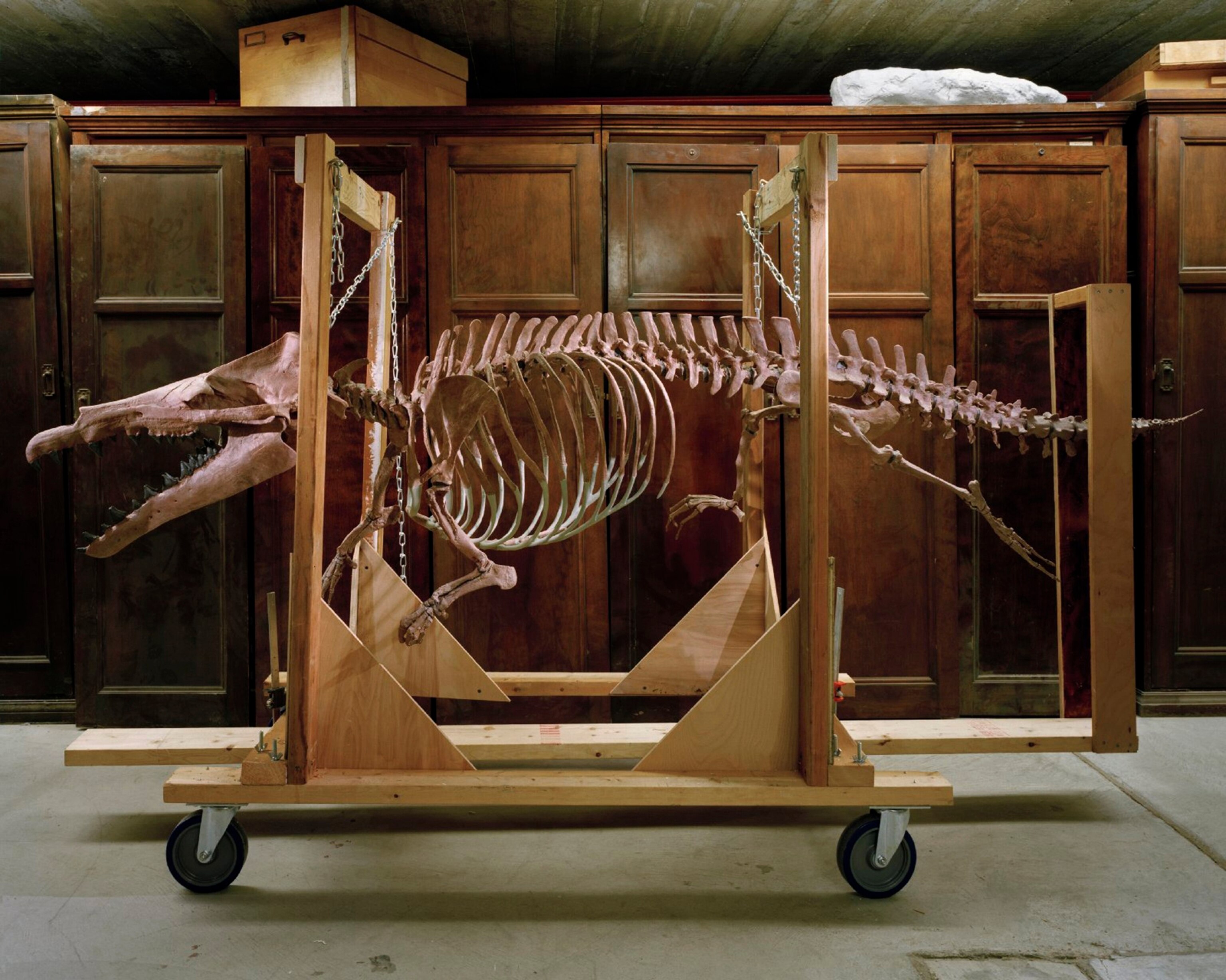 Egypt isn't the only country with traces of early whales. Found in Pakistan, this 47-million-year-old Maiacetus now stands in the basement of the University of Michigan Museum of Paleontology.