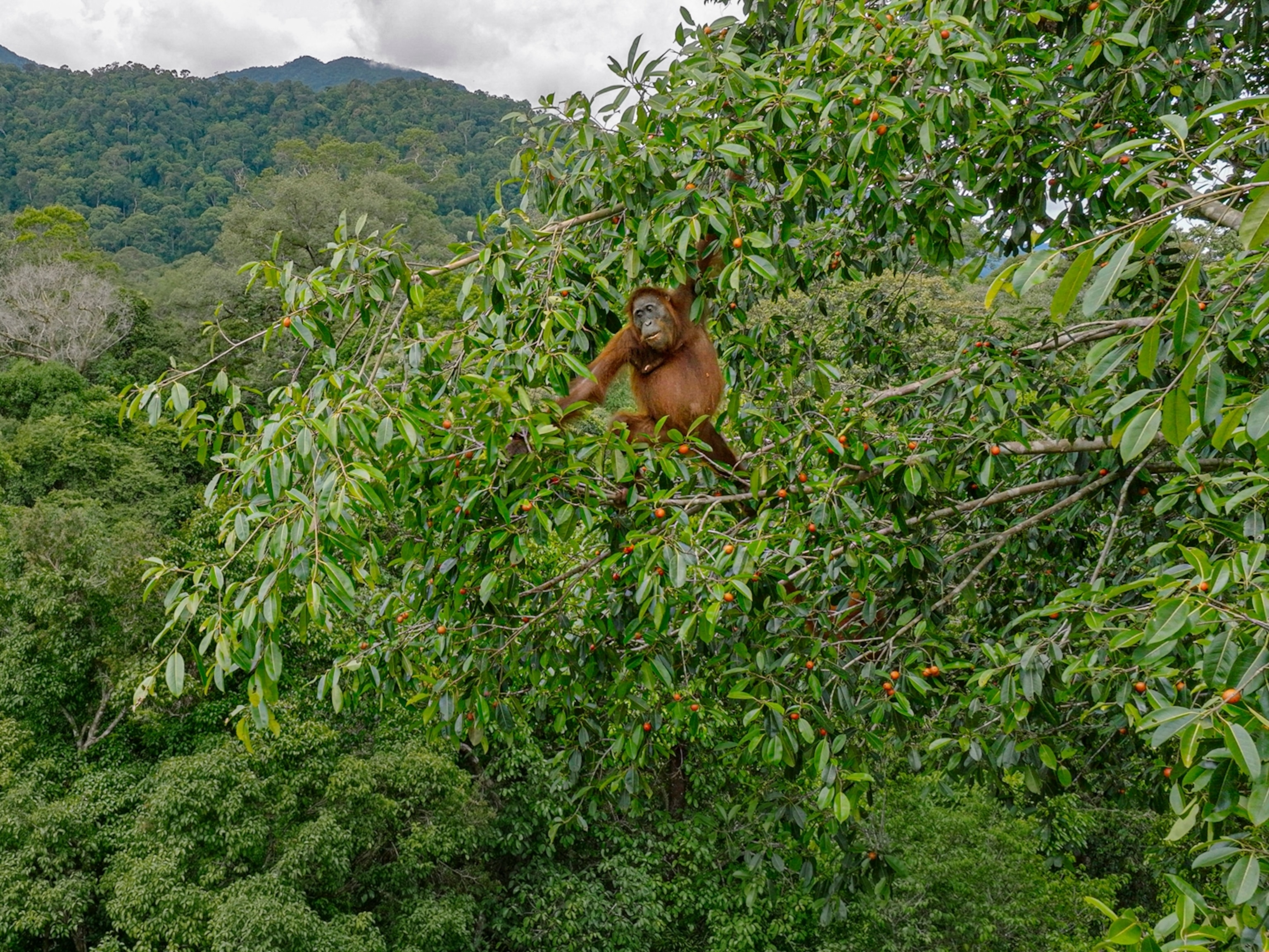 effects of deforestation on wildlife essay