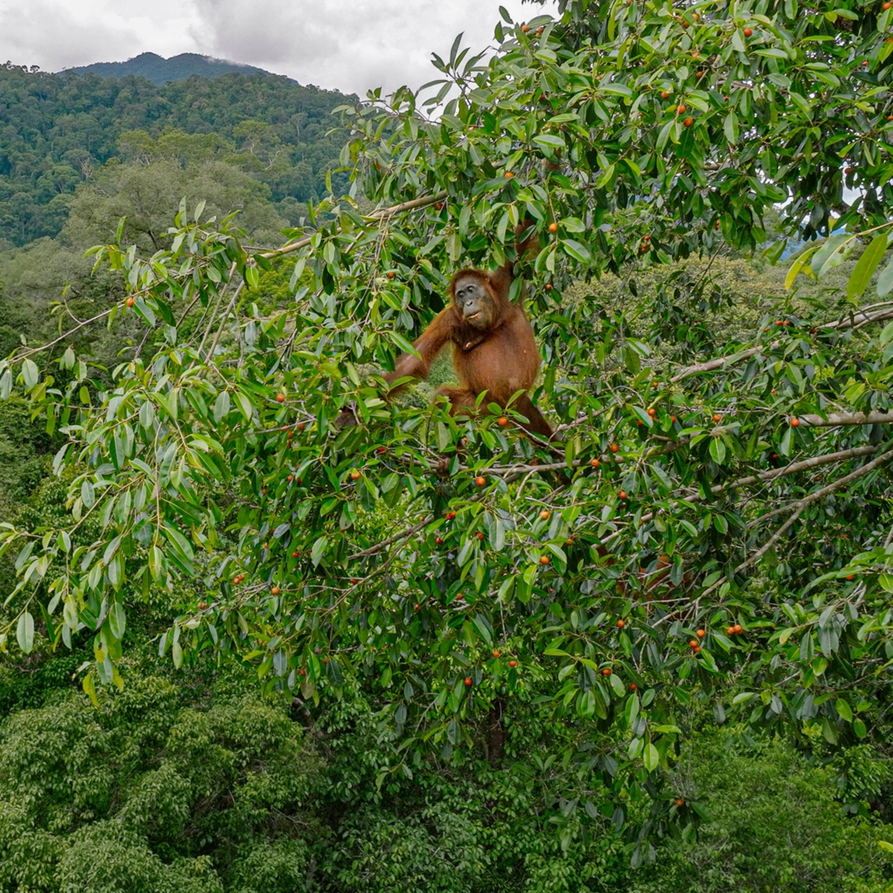 which case study shows deforestation why do you think so