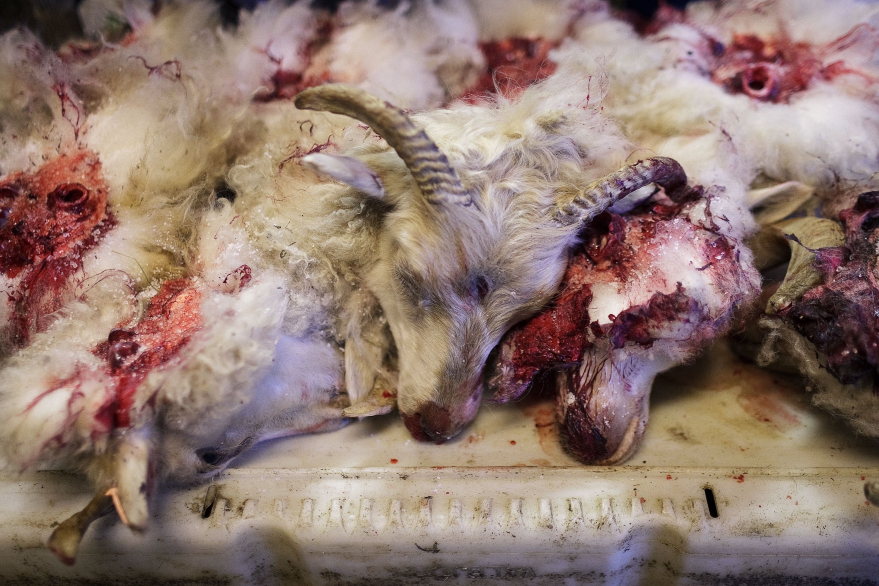 the heads of sheep after they have been slaughtered