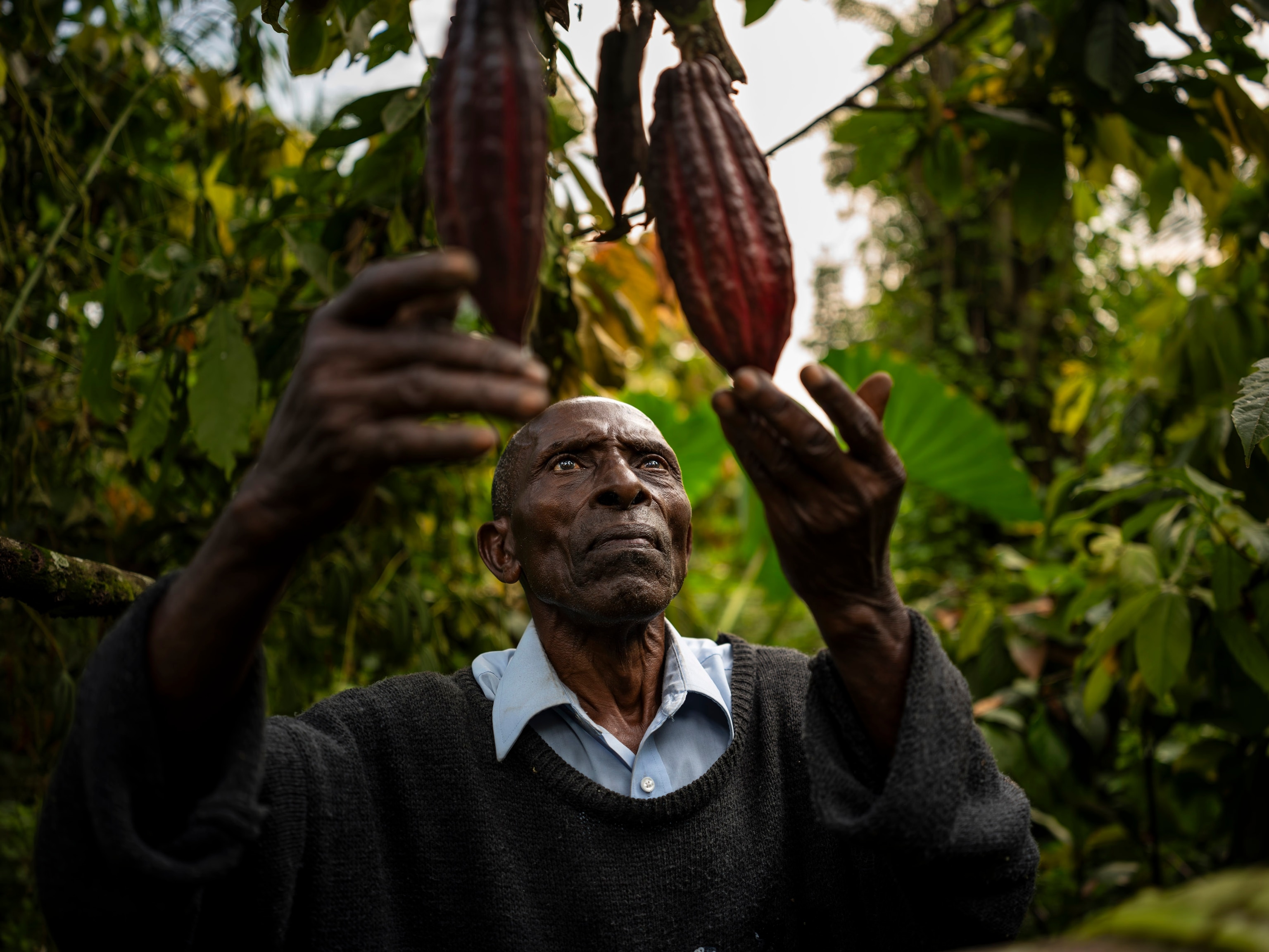 A man reaching up and toughing cacao beans on his farm