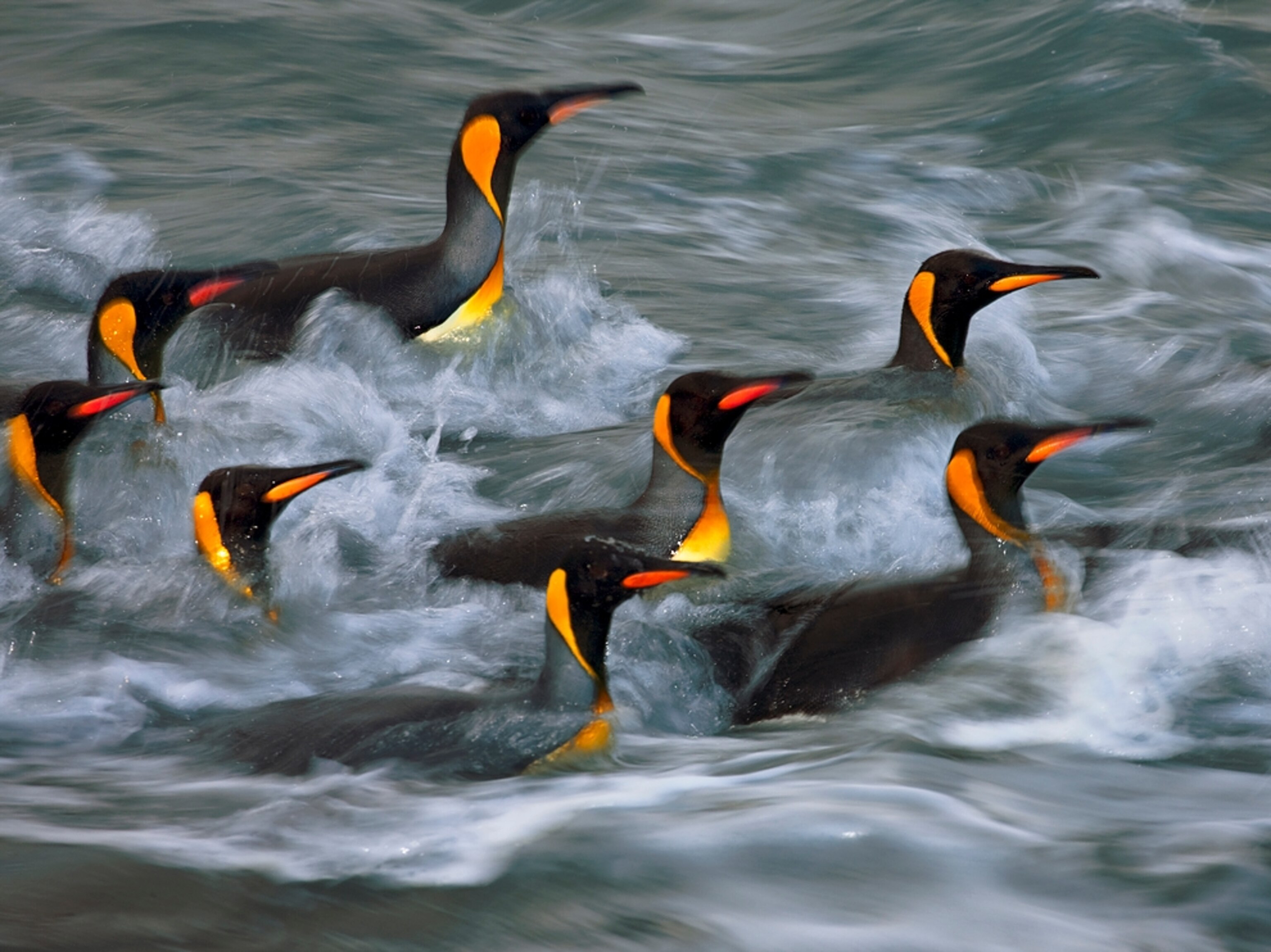 penguins riding the surf on South Georgia Island