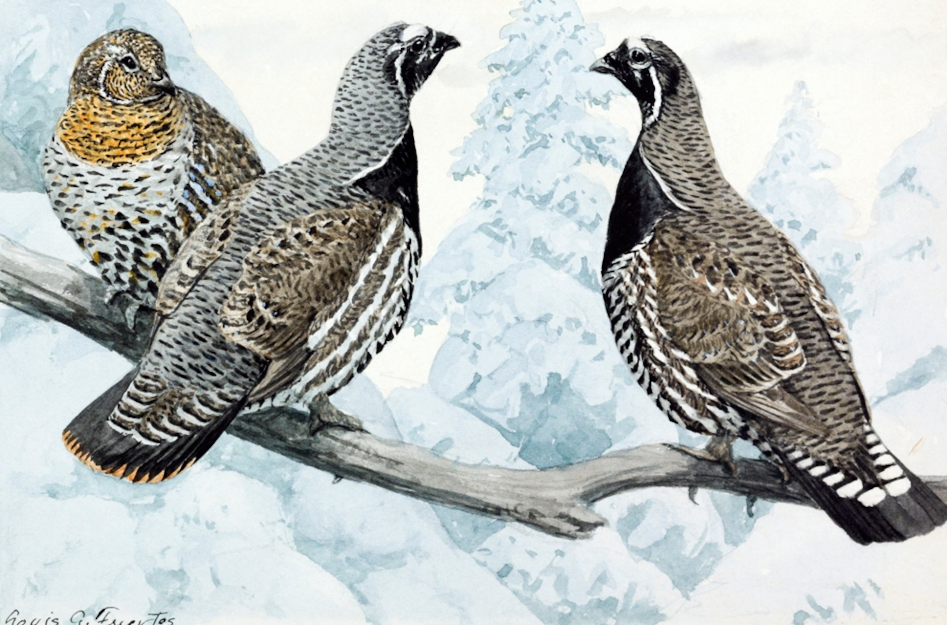 Illustration: Three grouse perched on a branch
