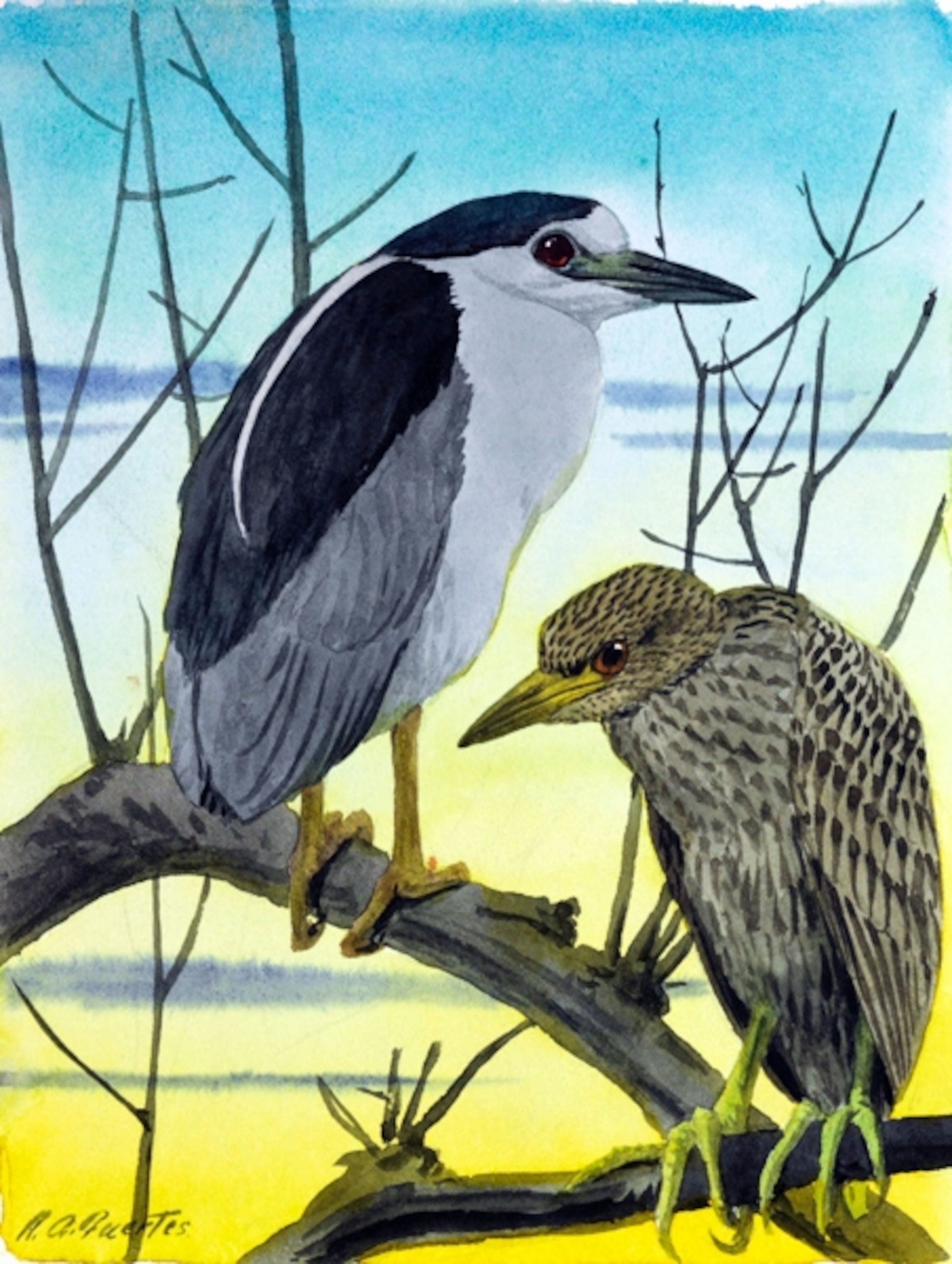 Illustration: Two night-herons