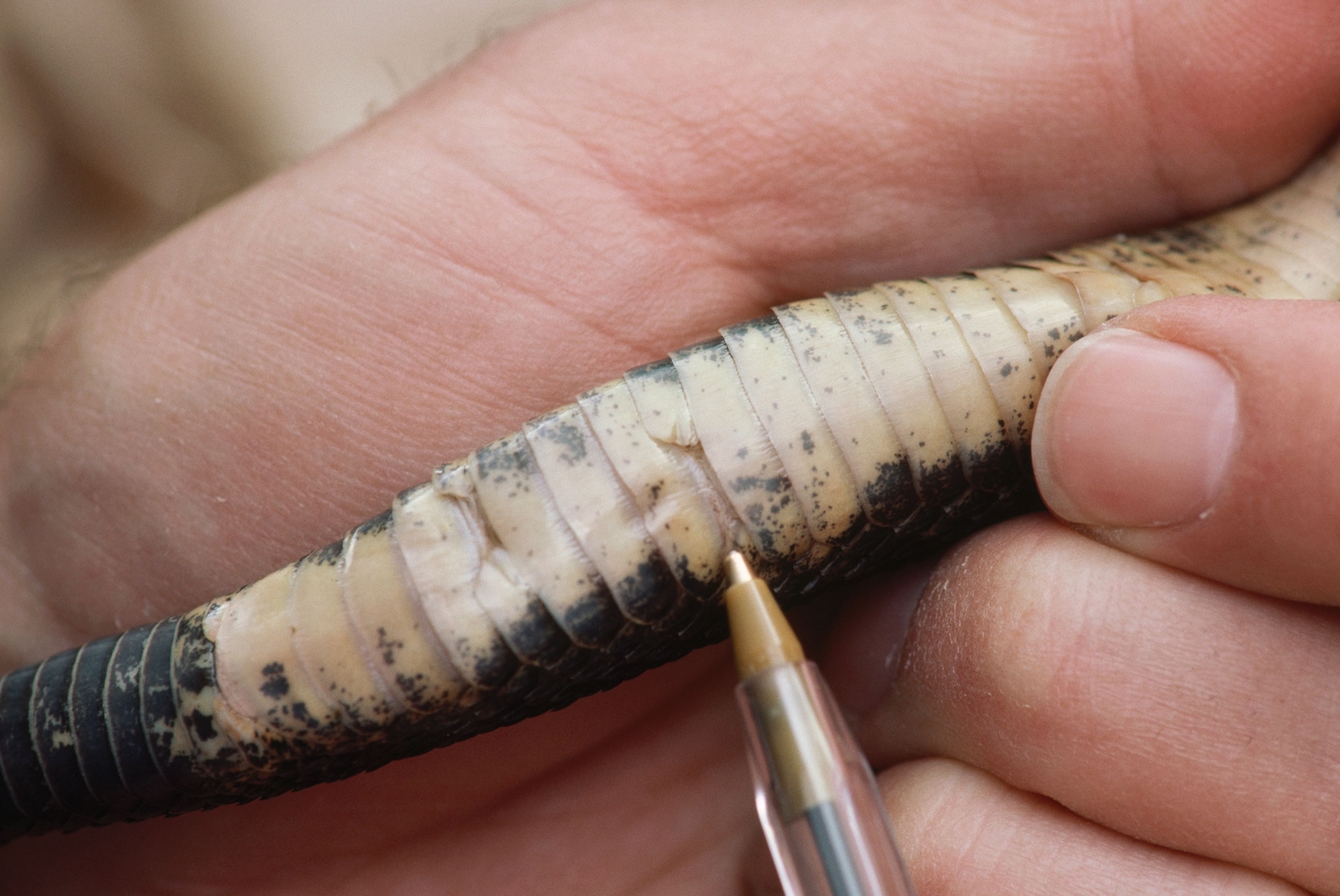 a rattlesnake's rattles