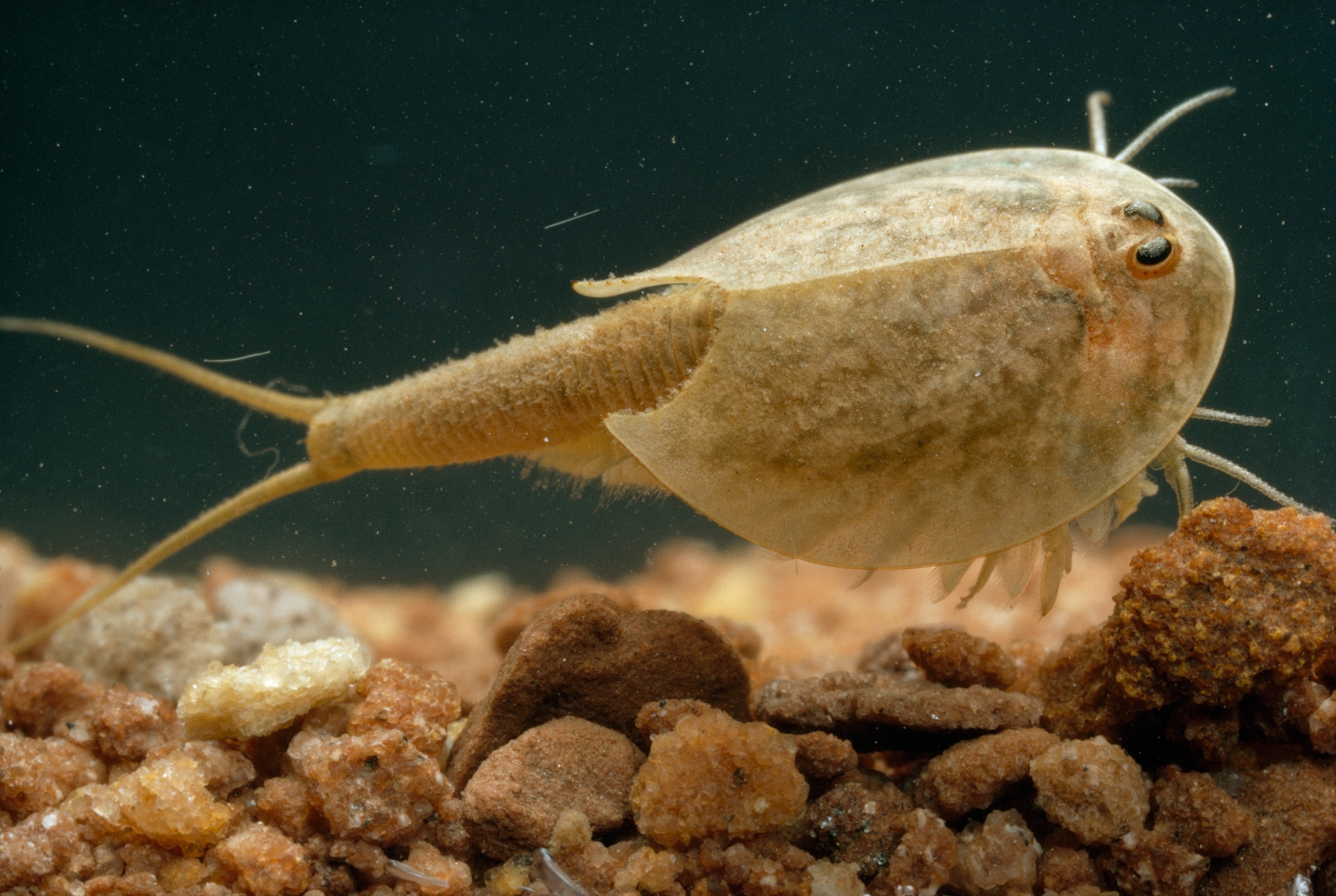 A tadpole shrimp swims in a desert pothole.