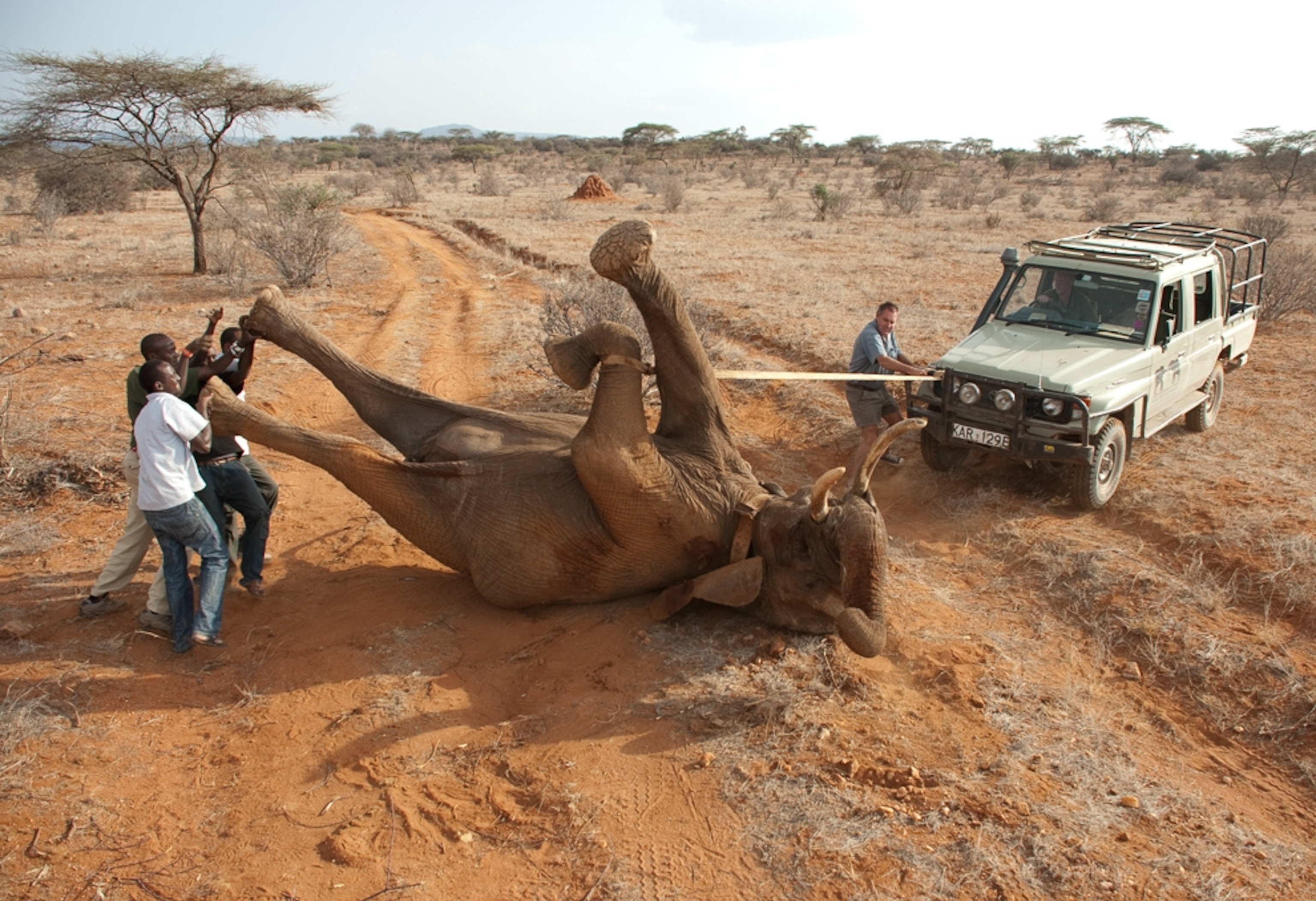 rescue workers helping an elephant get upright in Kenya's Samburu National Reserve