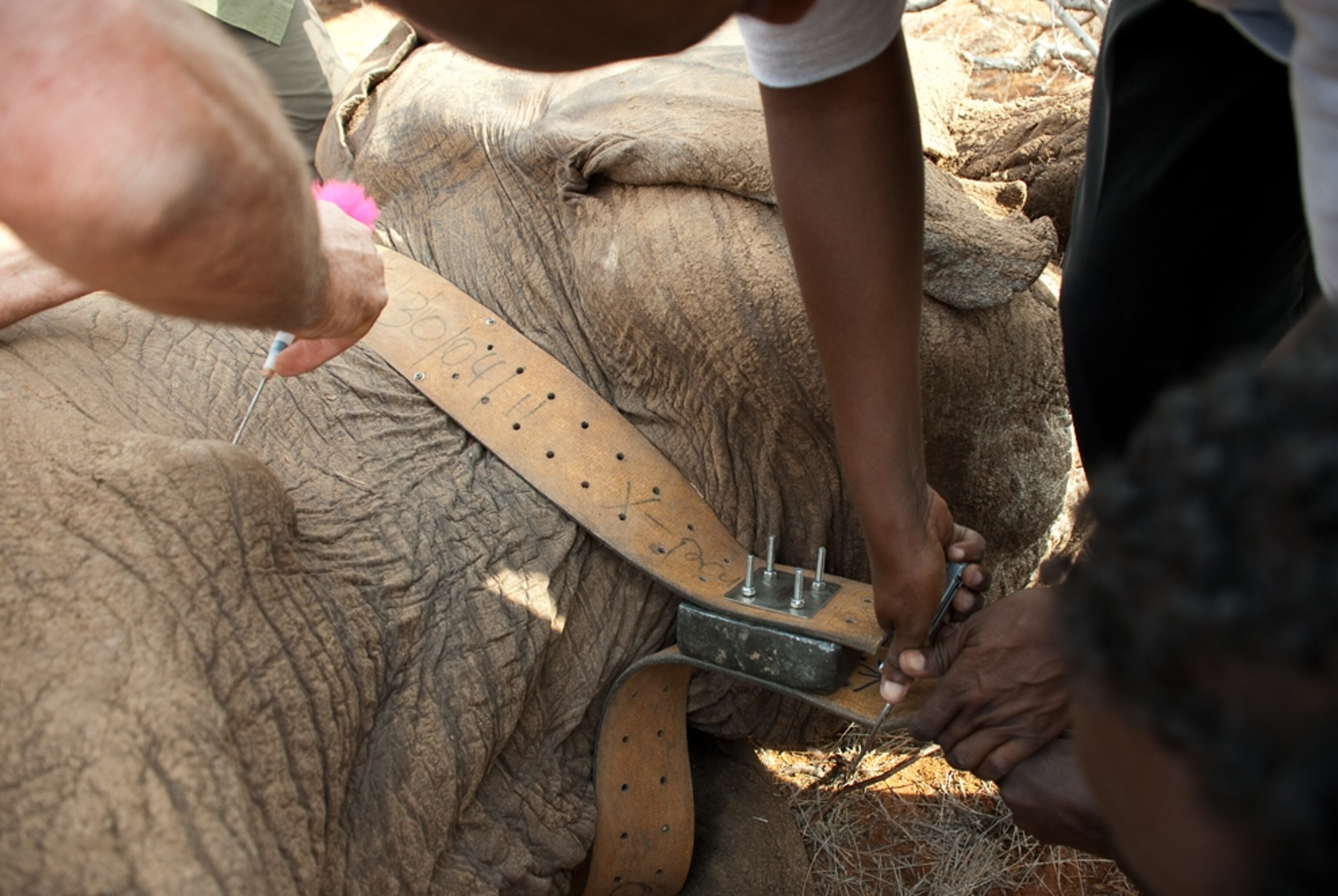 workers putting a radio collar on an elephant in Kenya's Samburu National Reserve