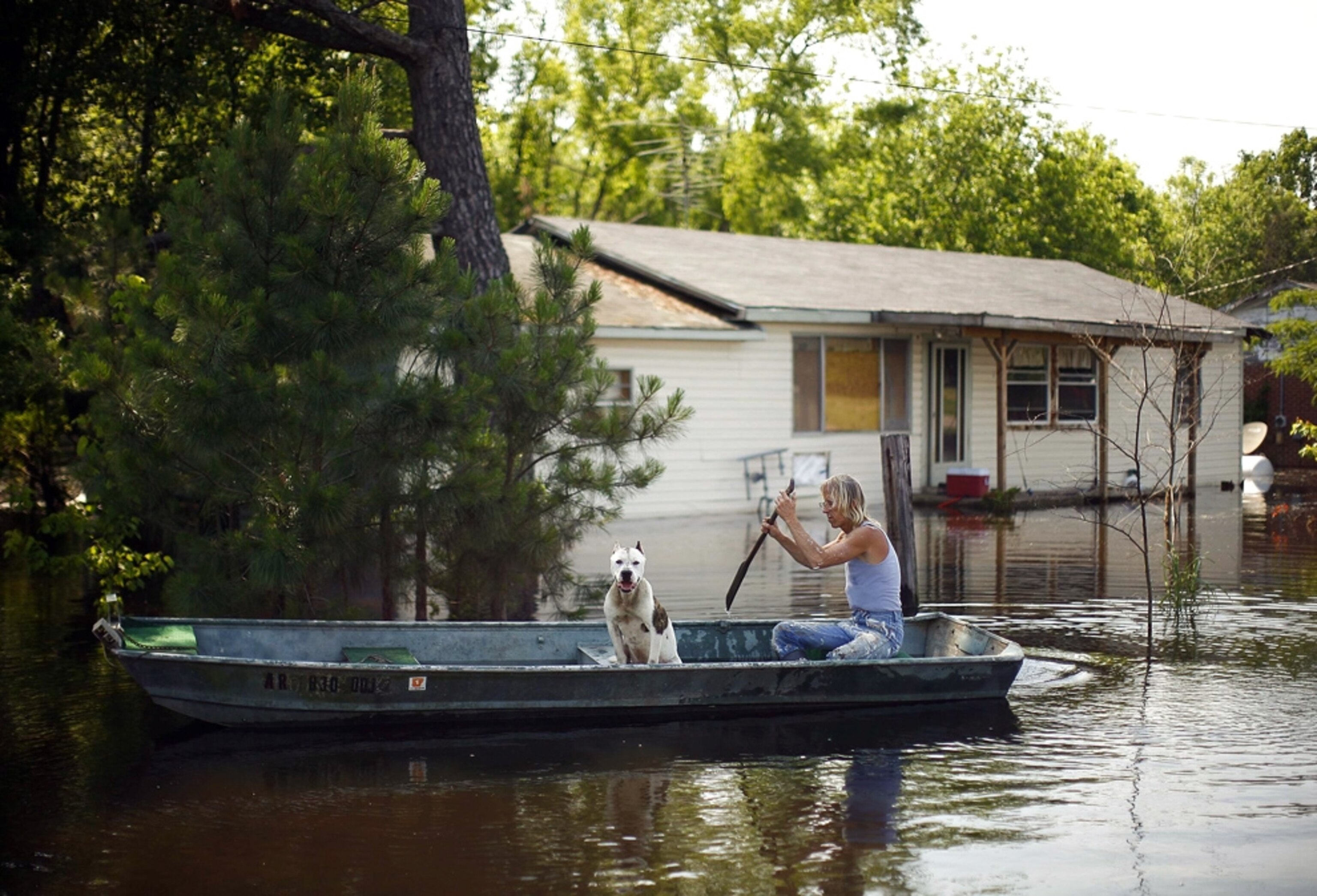 Mississippi flood picture: dog in Arkansas
