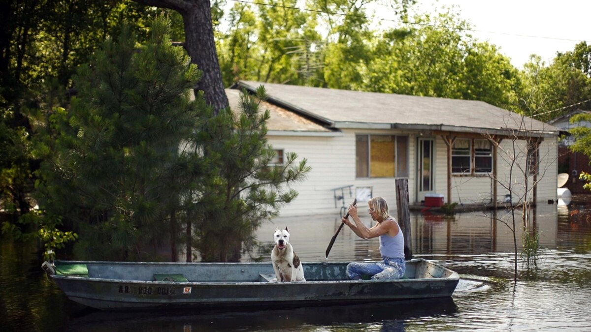 Mississippi Flood Pictures Pets, Wild Animals Seek Safety National(00)
