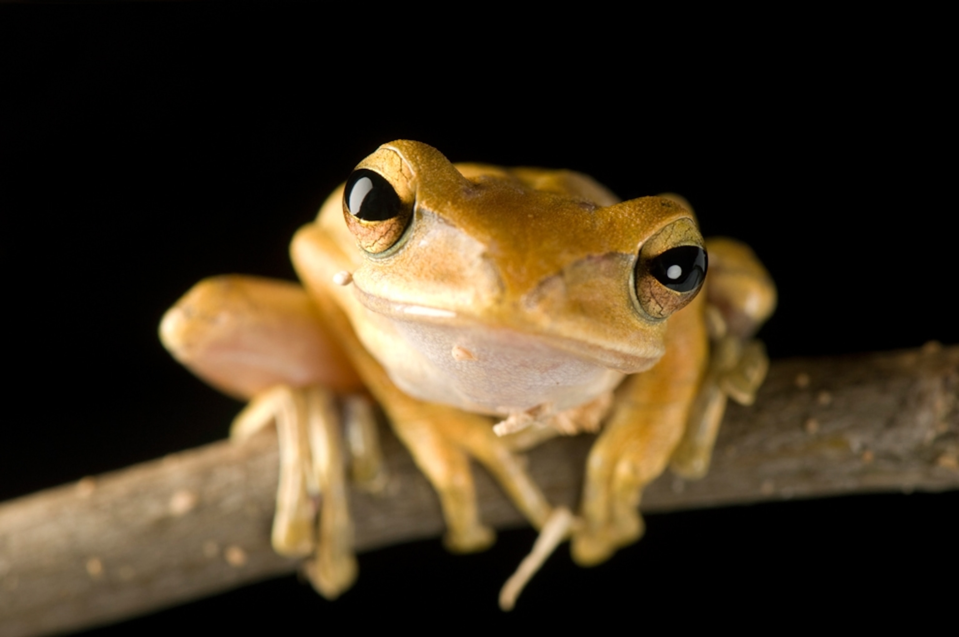 a golden tree frog on branch, Tennessee