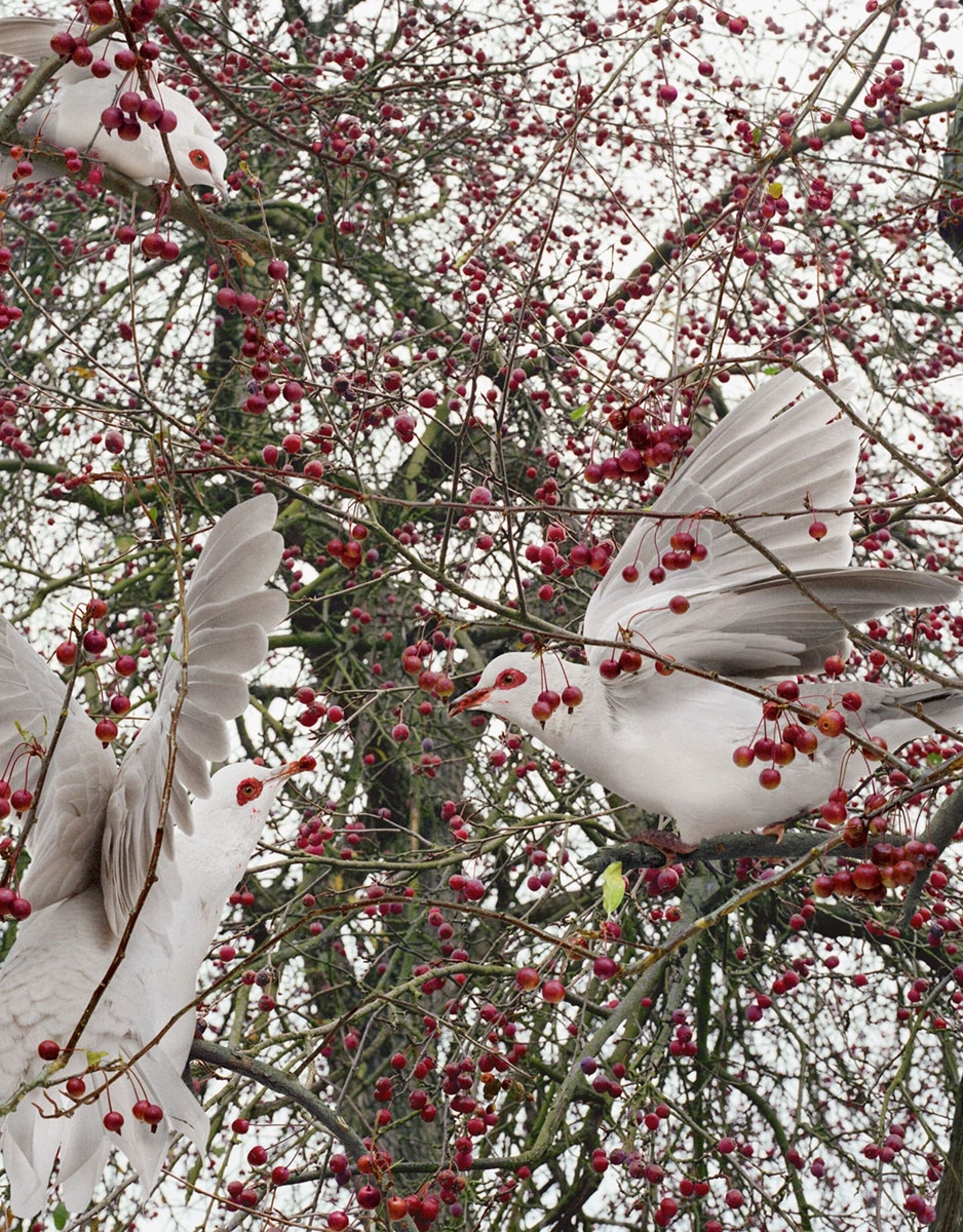 a constructed image of white birds in a crabapple tree