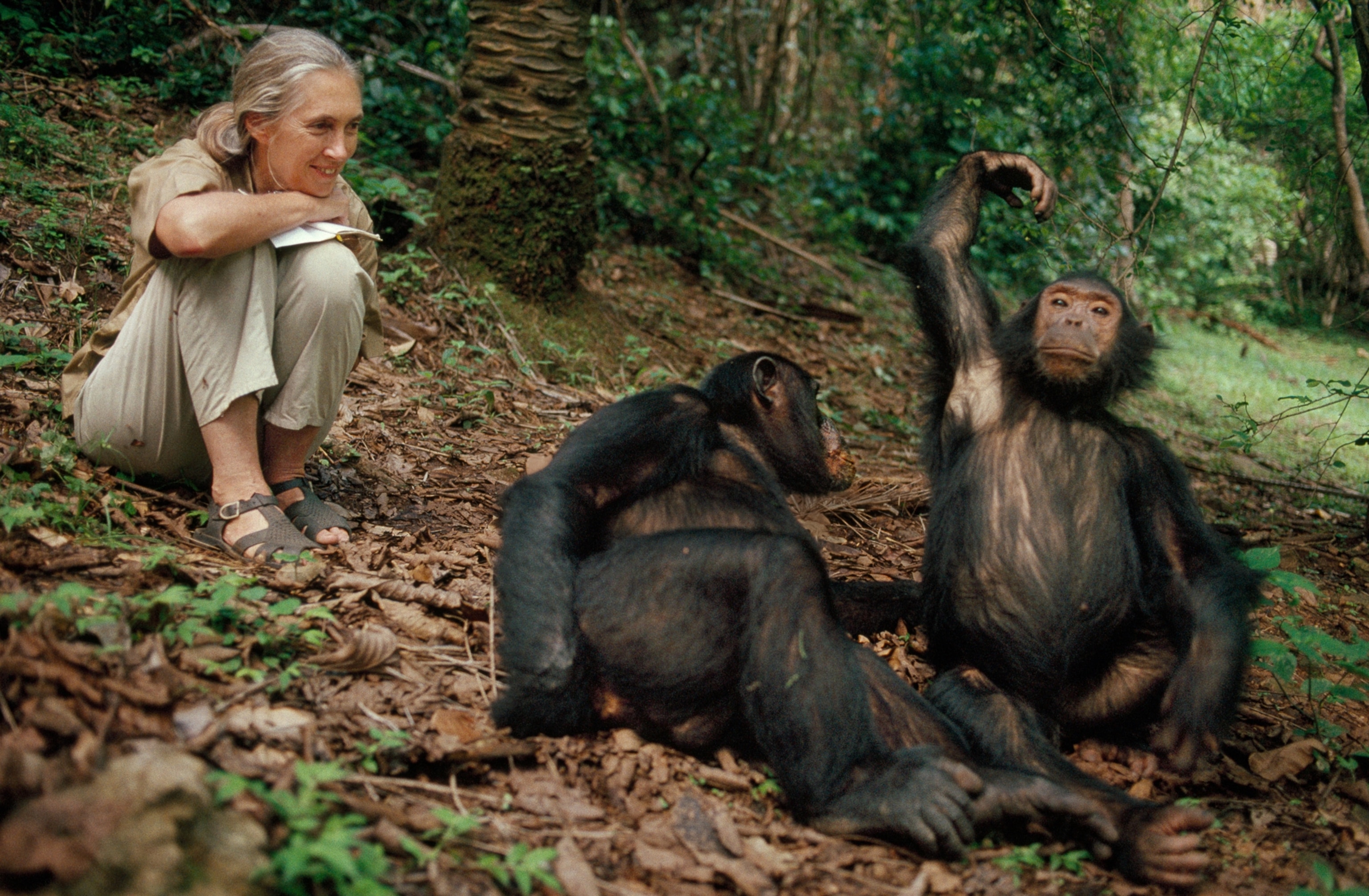 Women sitting on the ground and looking with smile at two monkeys. One monkey demonstrating its power by rising right arm above head.