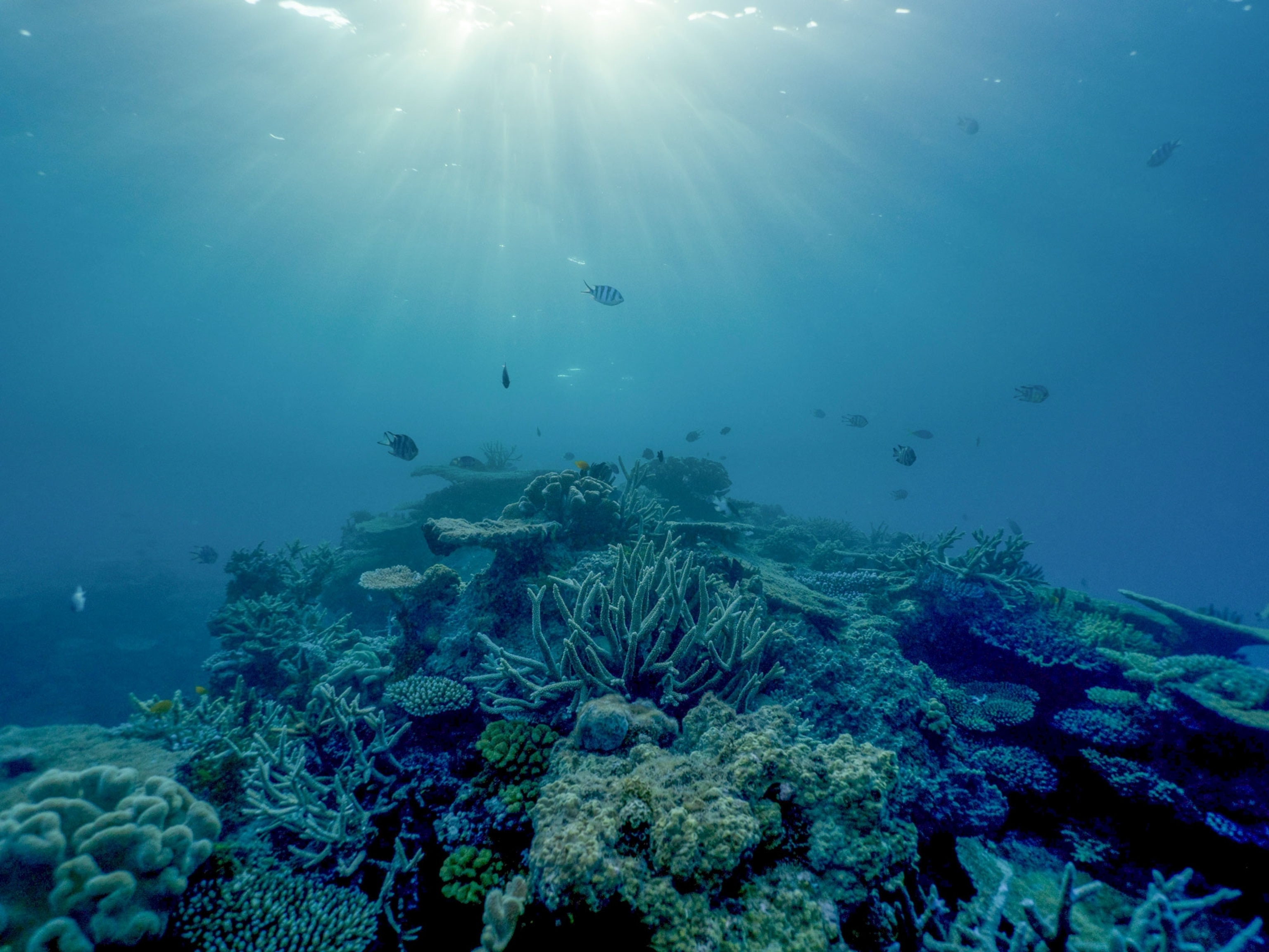 research articles about coral reefs