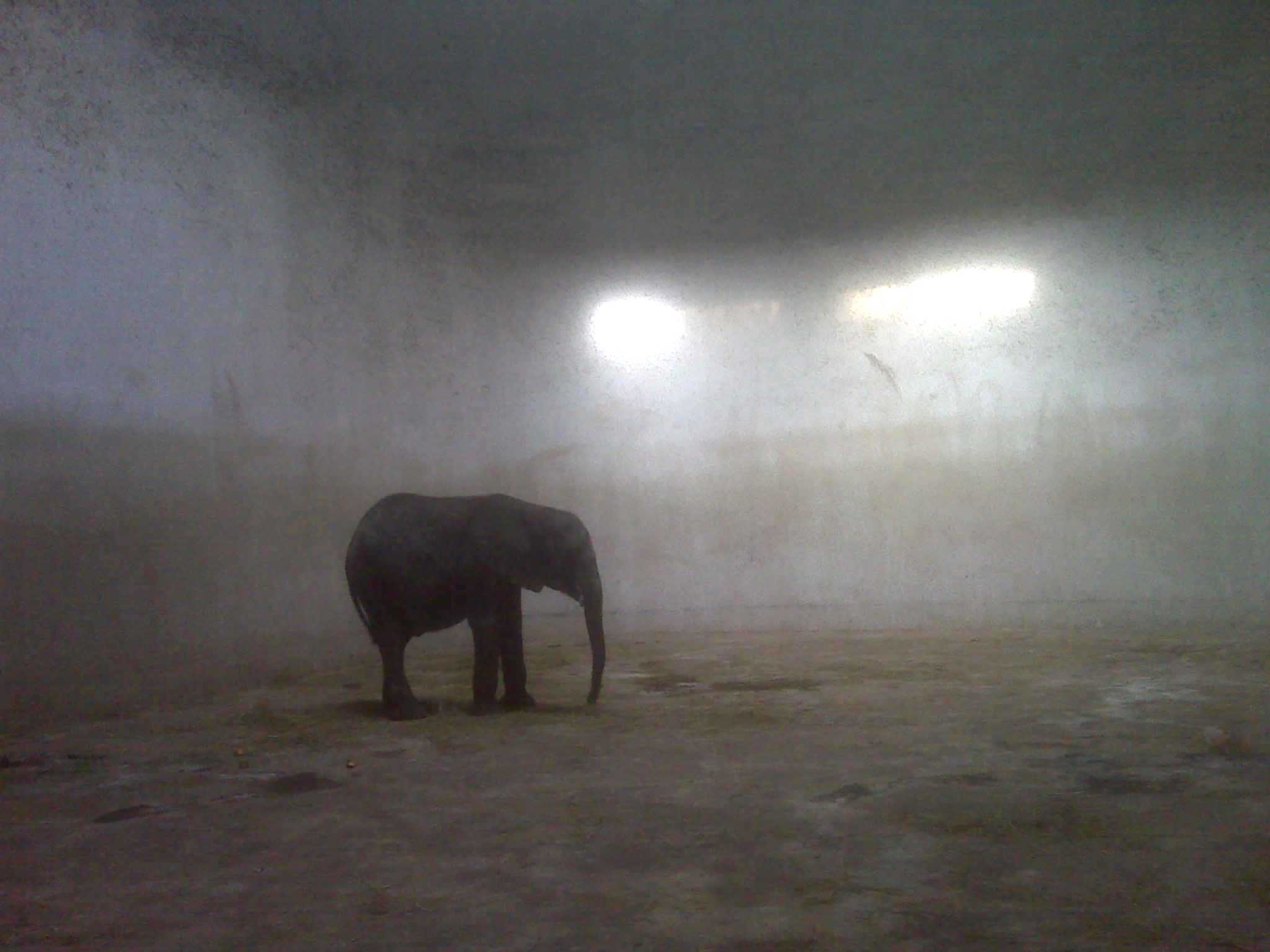 male elephant at Taiyuan zoo in Xinghualing, Taiyuan, Shanxi, China‎