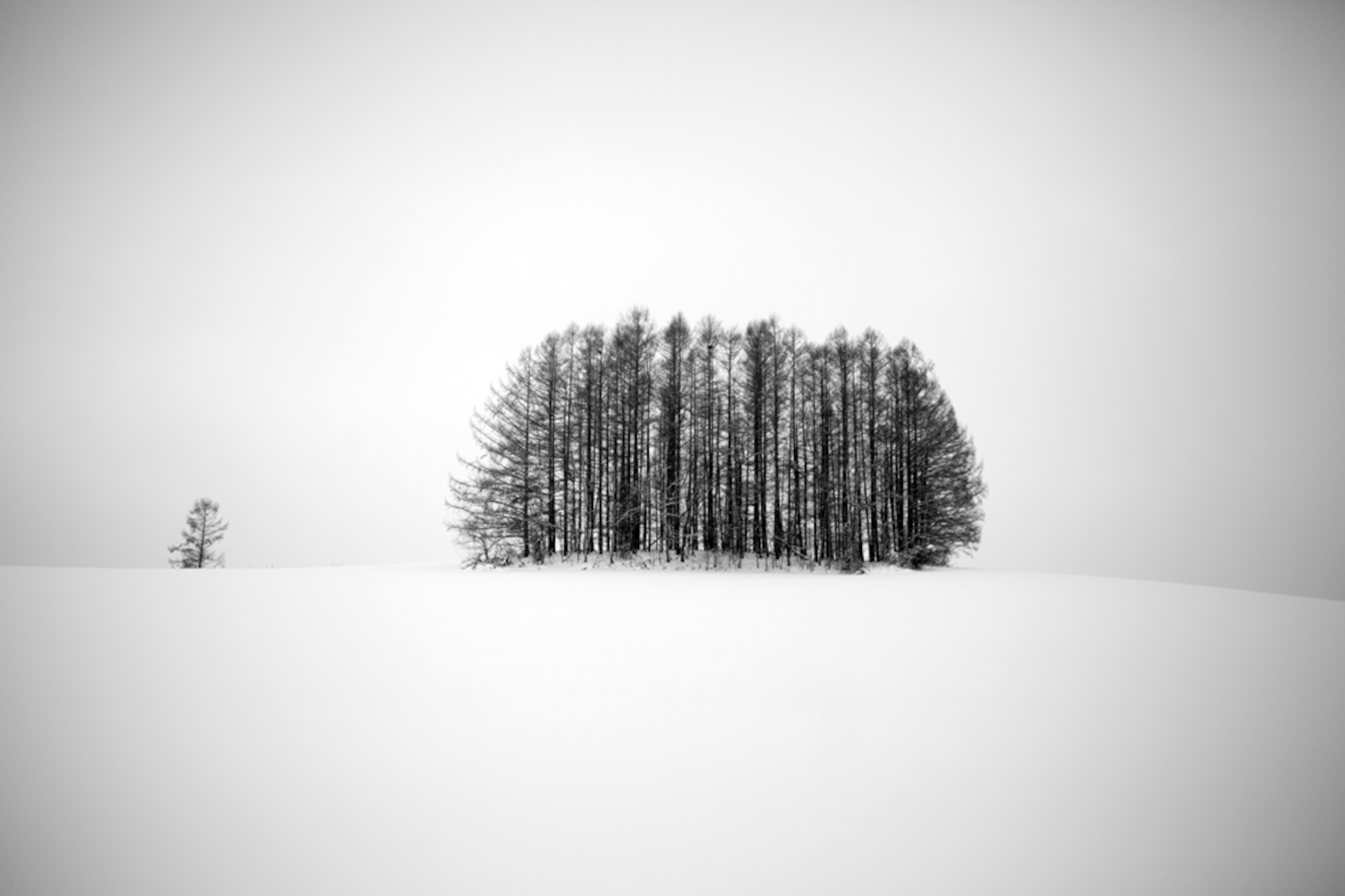 trees in snow in Hokkaido