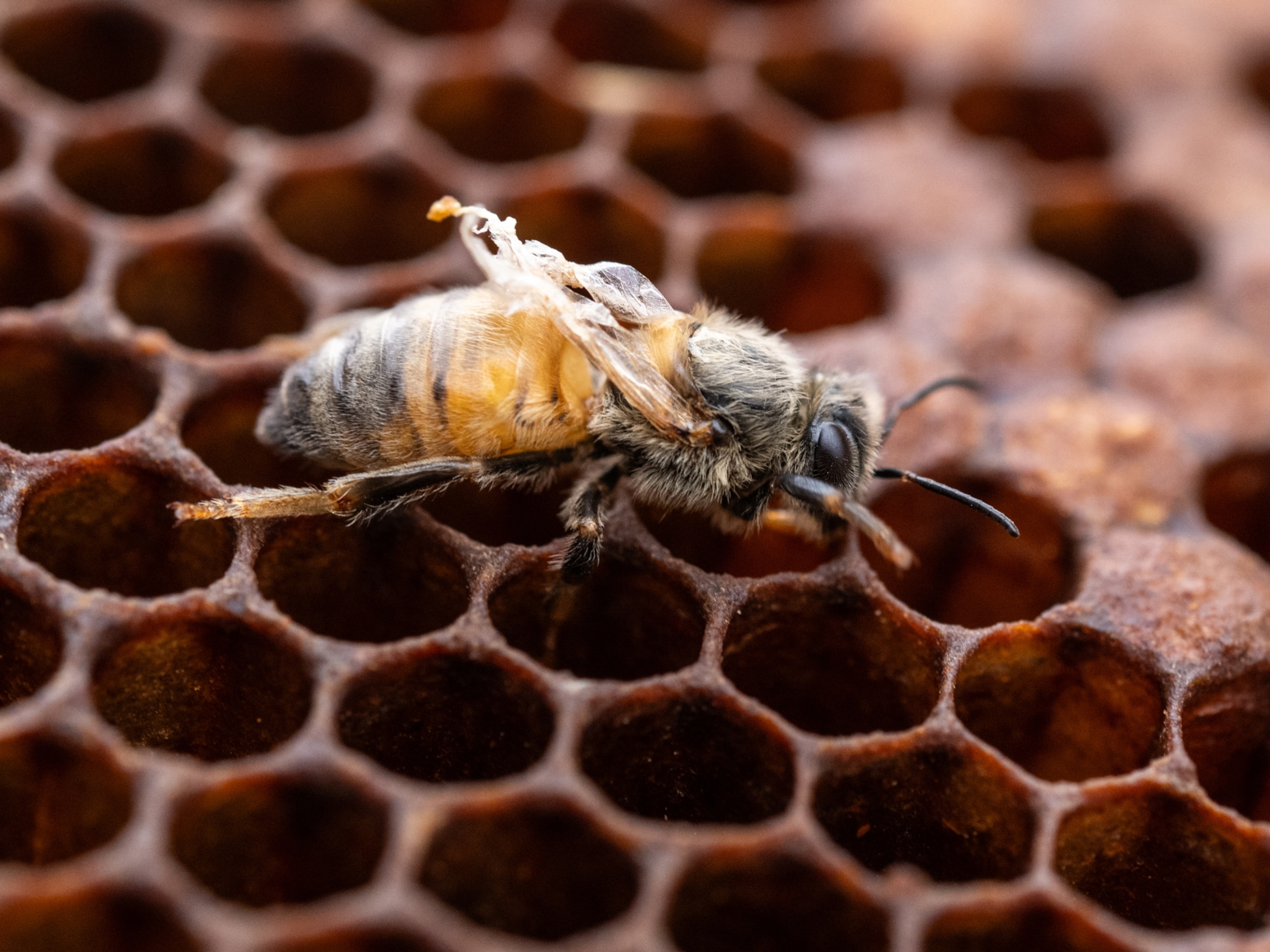 A Western honeybee (Apis mellifera) affected by deformed wing virus (DWV), which can be transmitted by Tropi mite, Jeju Island, South Korea.