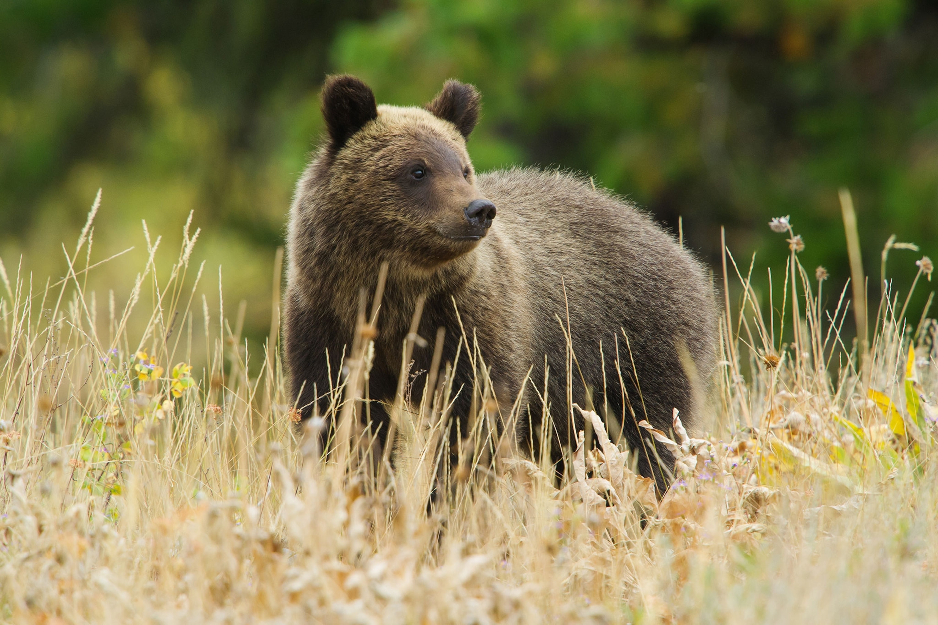 grizzly 399's cub pausing in an autumn meadow in Grand Teton National Park