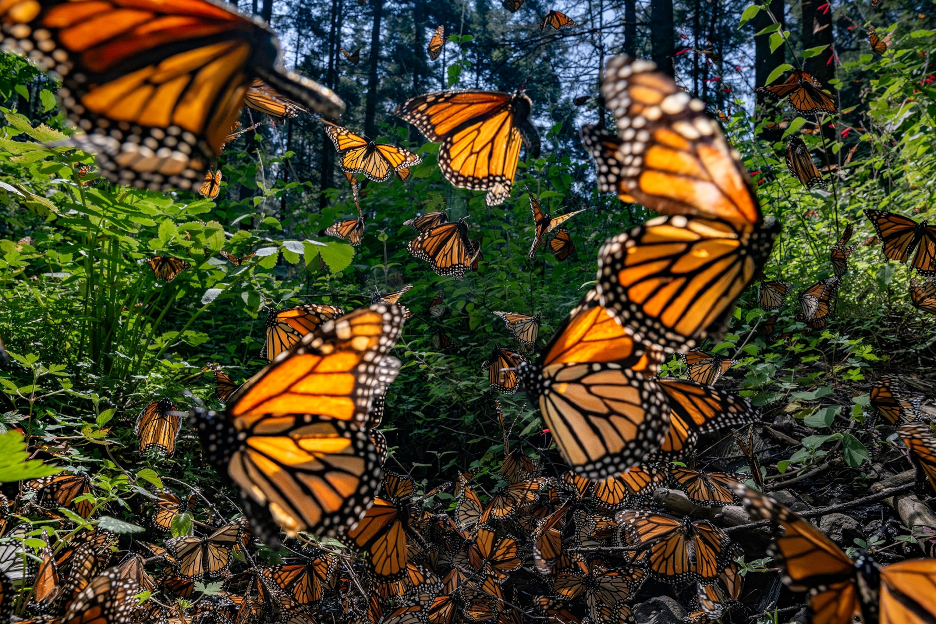 Monarch butterflies flying in all different directions in a forest.