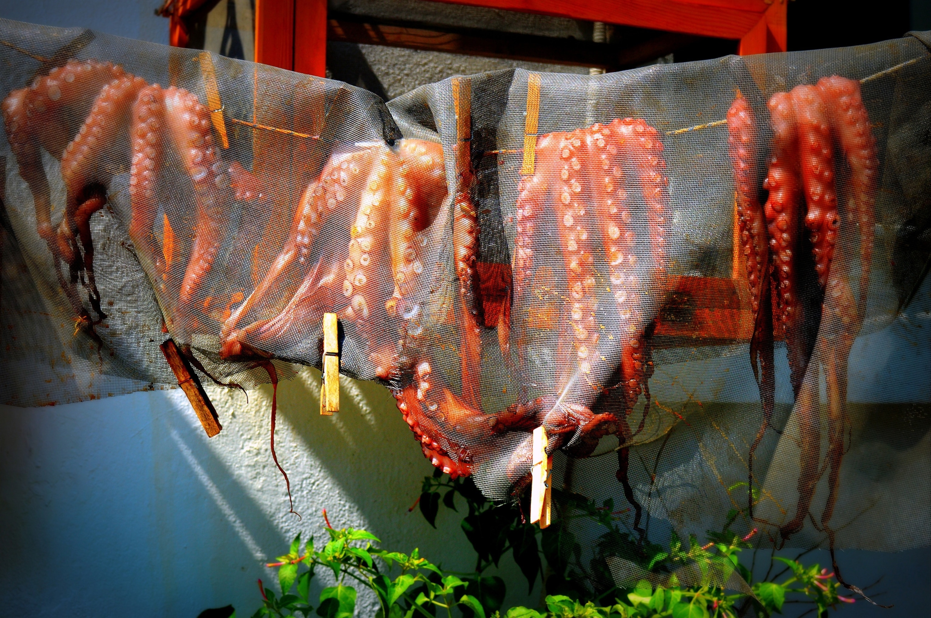 octopus hanging out to dry