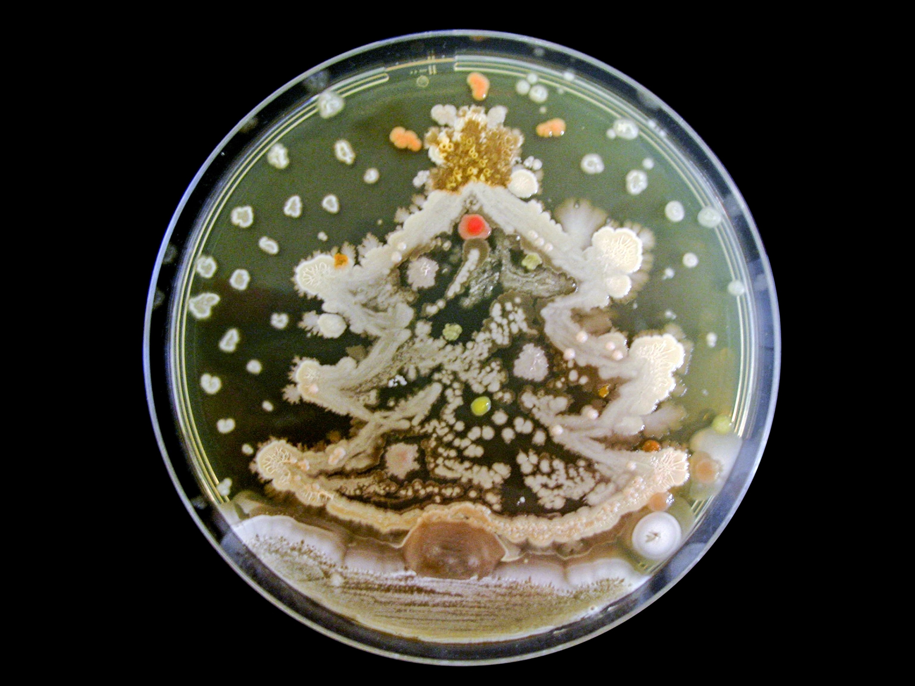 Agar Art Contest 2019 See this year’s winners