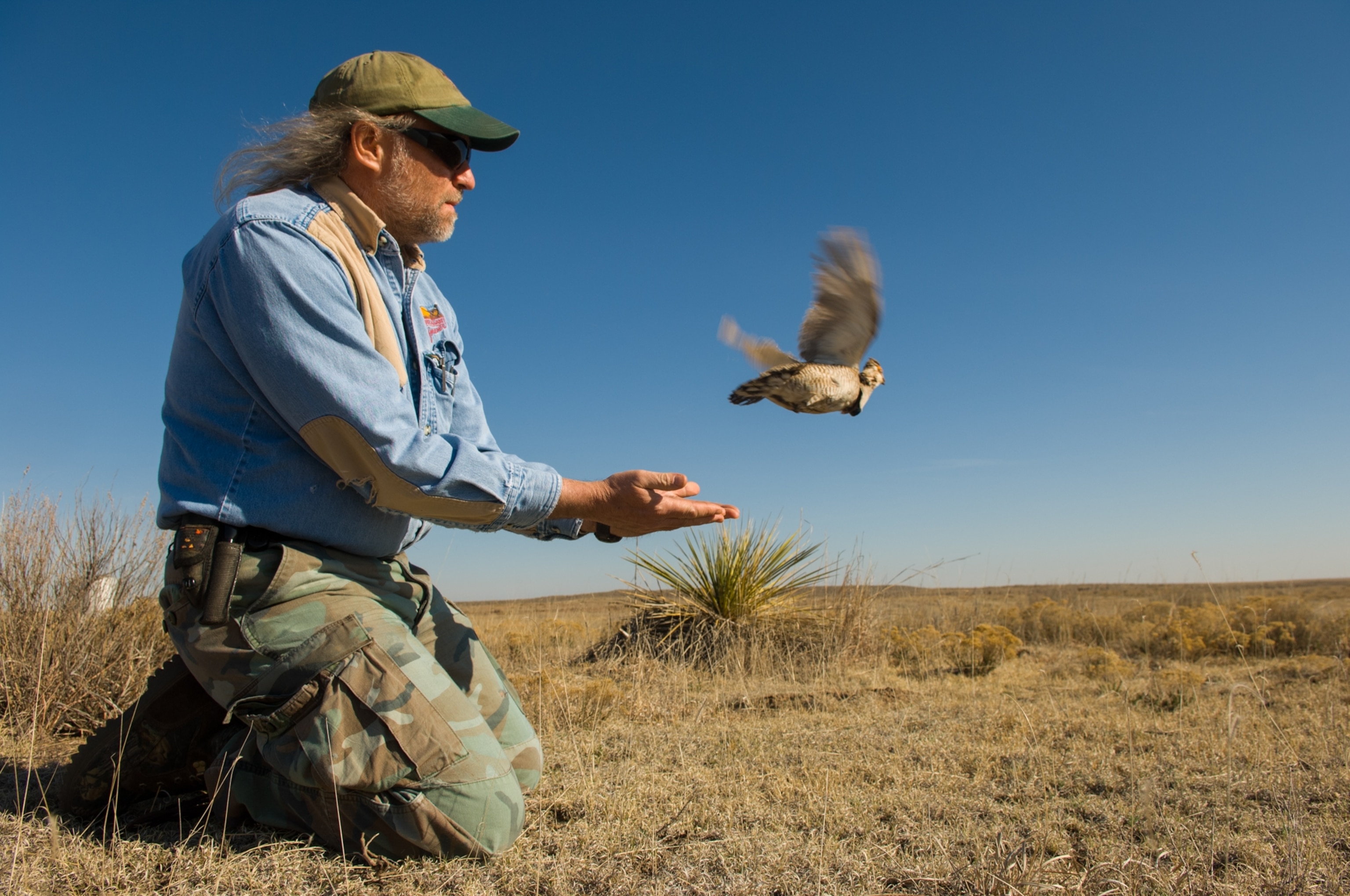 Man kneeling in a field releases a bird into a clear blue sky. He wears a blue shirt, camouflage pants, and a cap