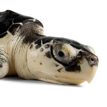 Kemps Ridley Sea Turtle