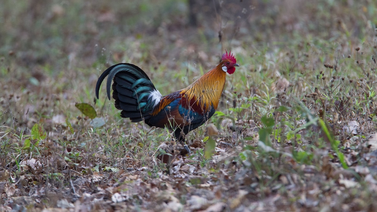 Chickens Prefer Attractive People